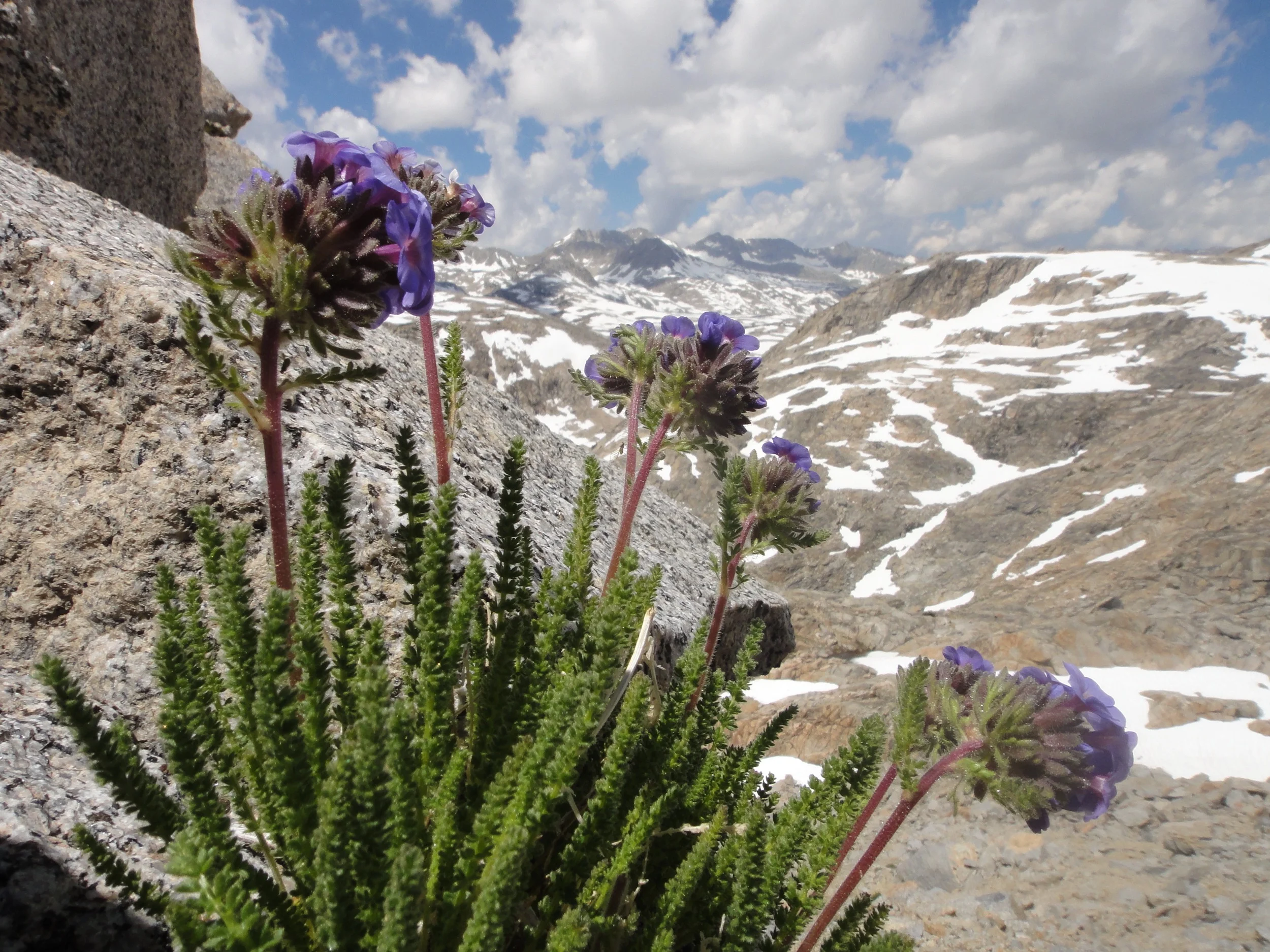 Polemonium eximium near Paiute Pass