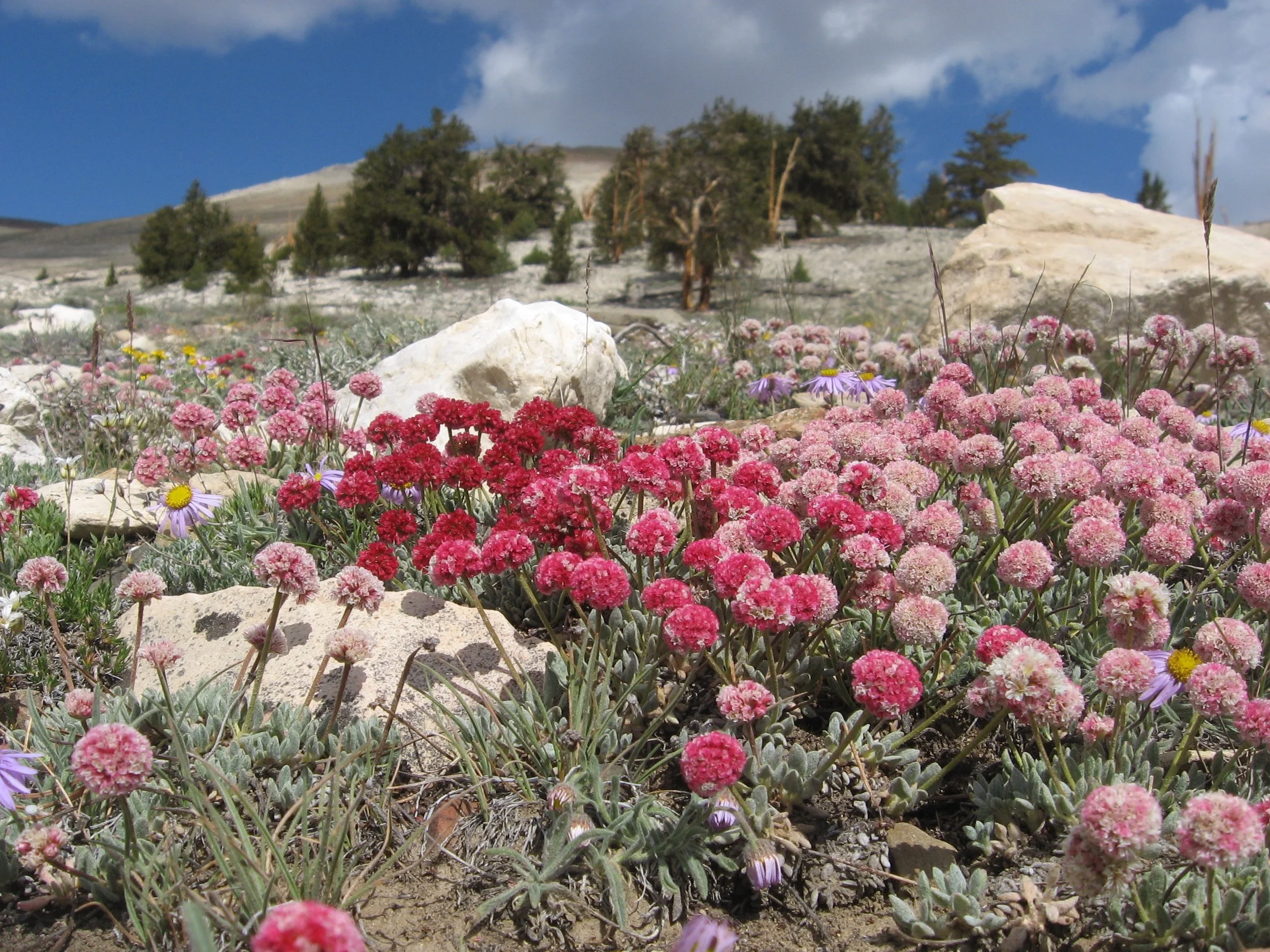 Eriogonum in the White Mountains