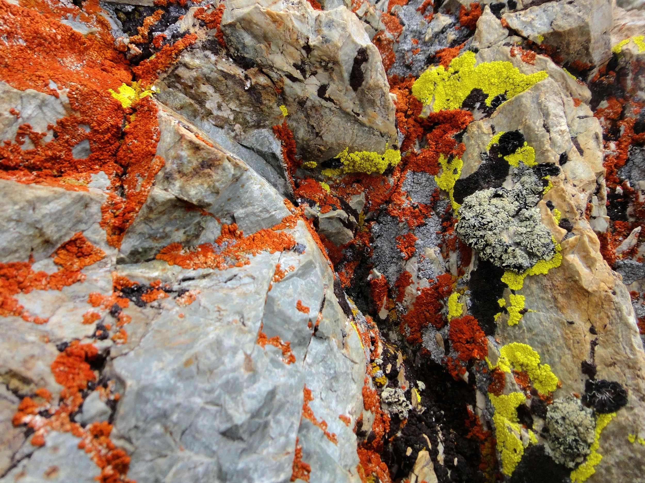 Lichen near Tioga Peak