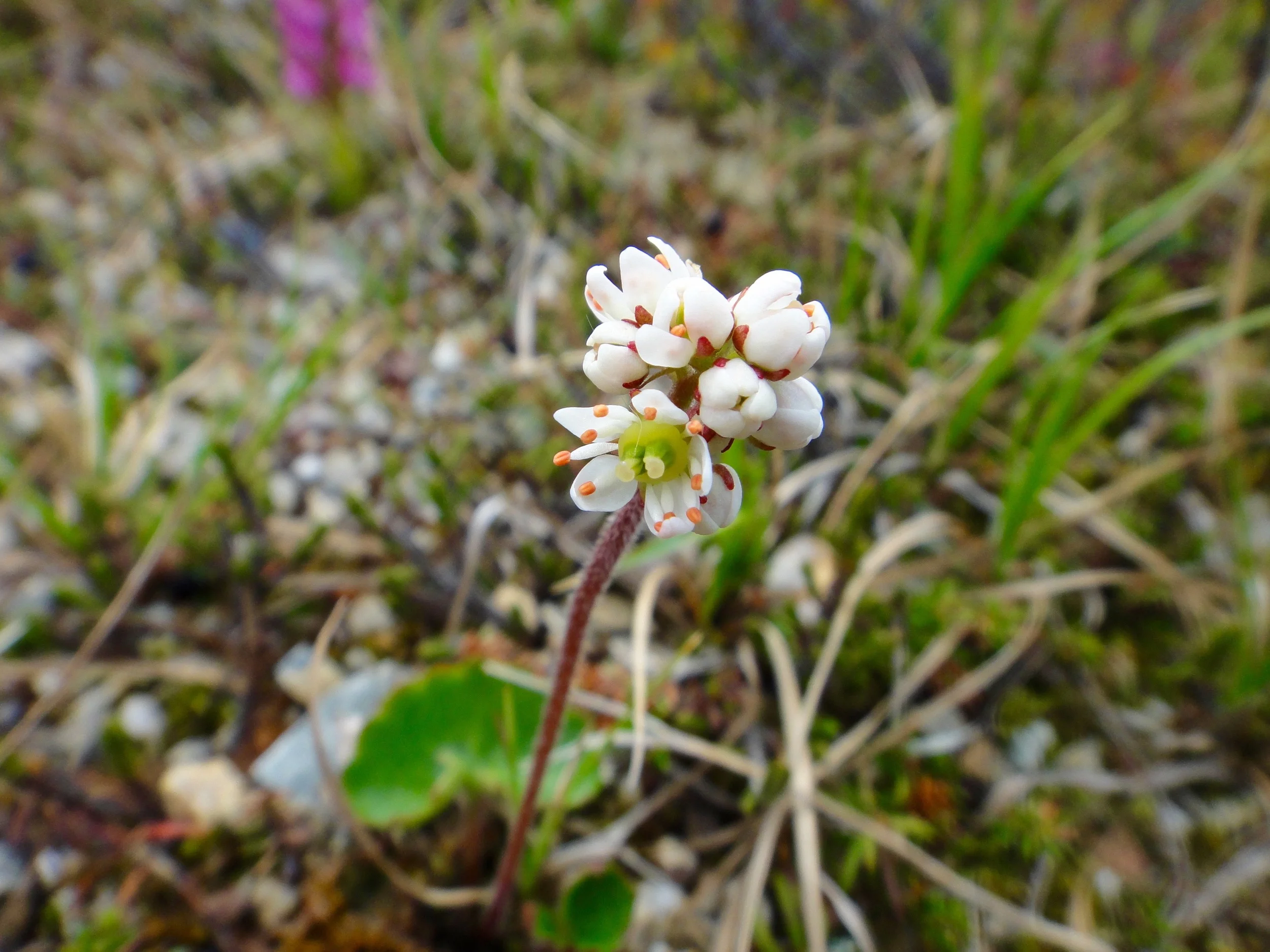 Micranthes nelsoniana