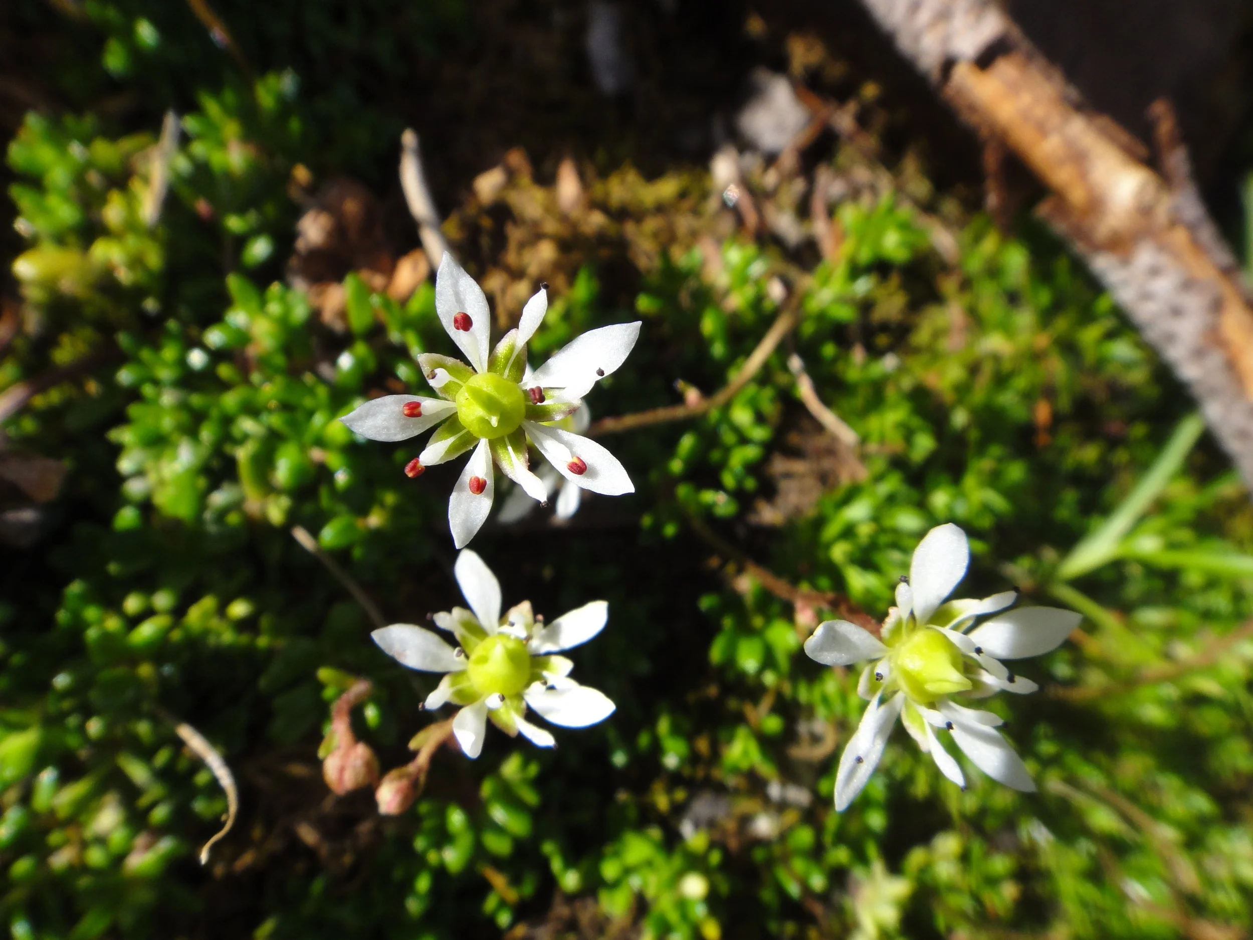 Micranthes tolmiei