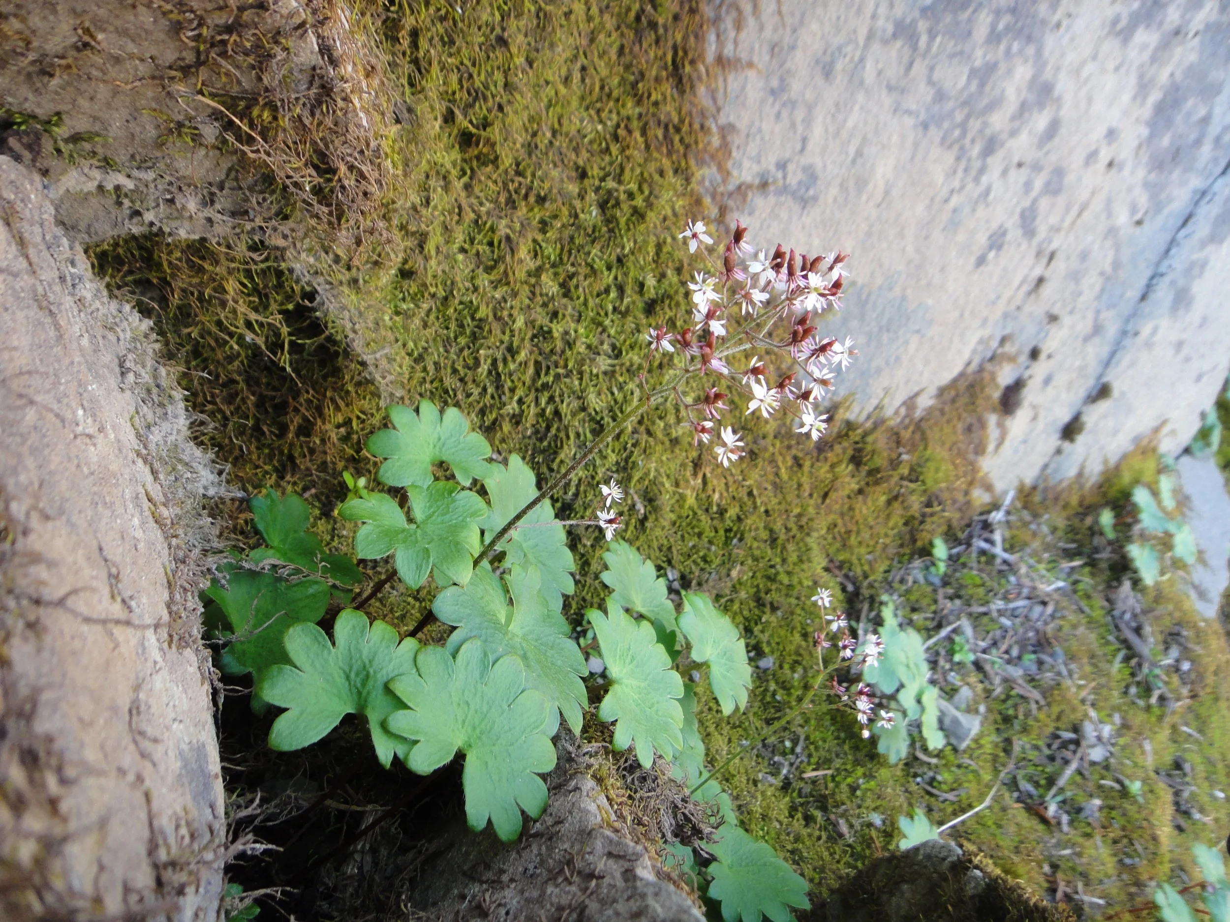 Micranthes nelsoniana