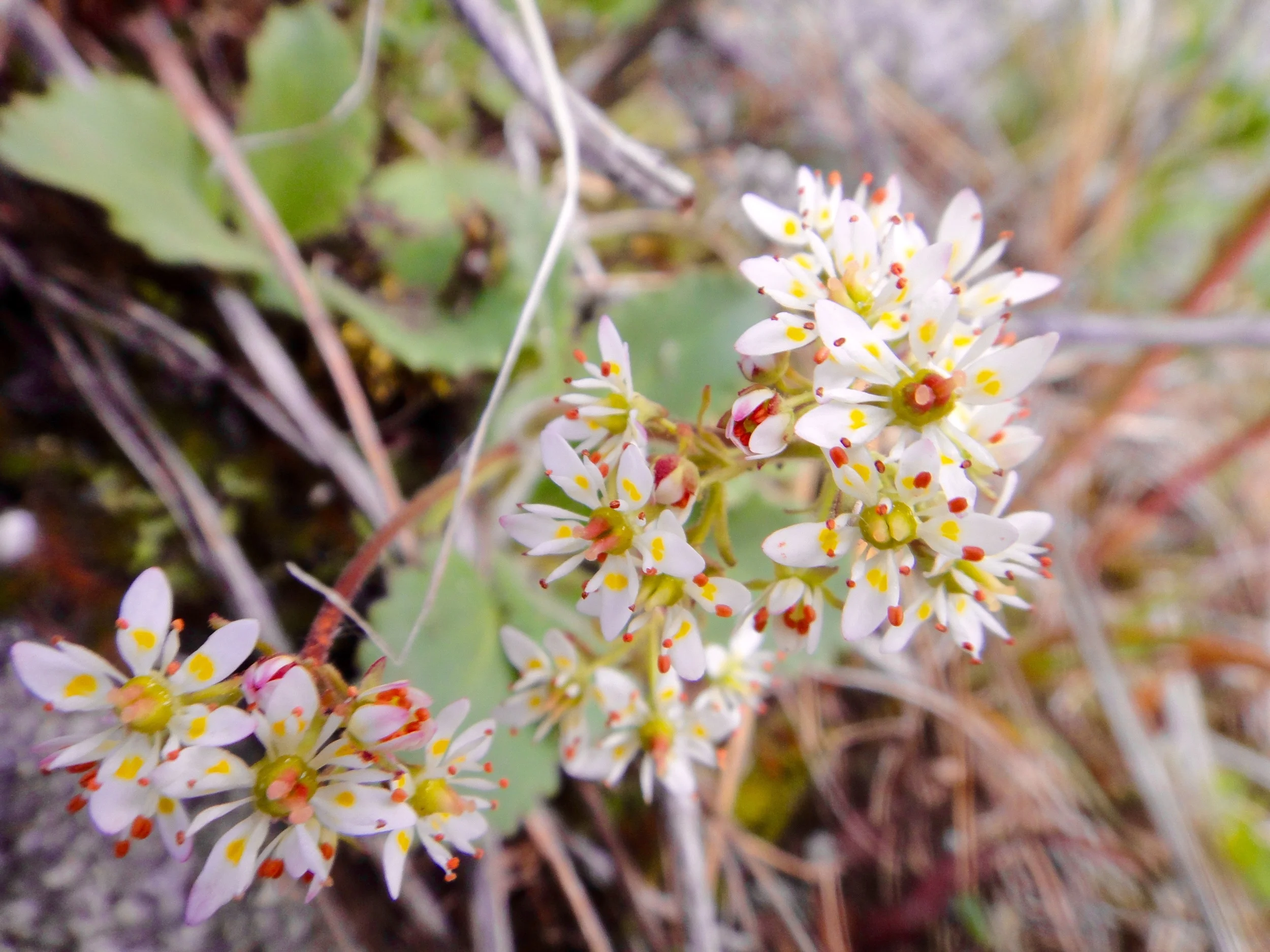 My first Micranthes in Alaska