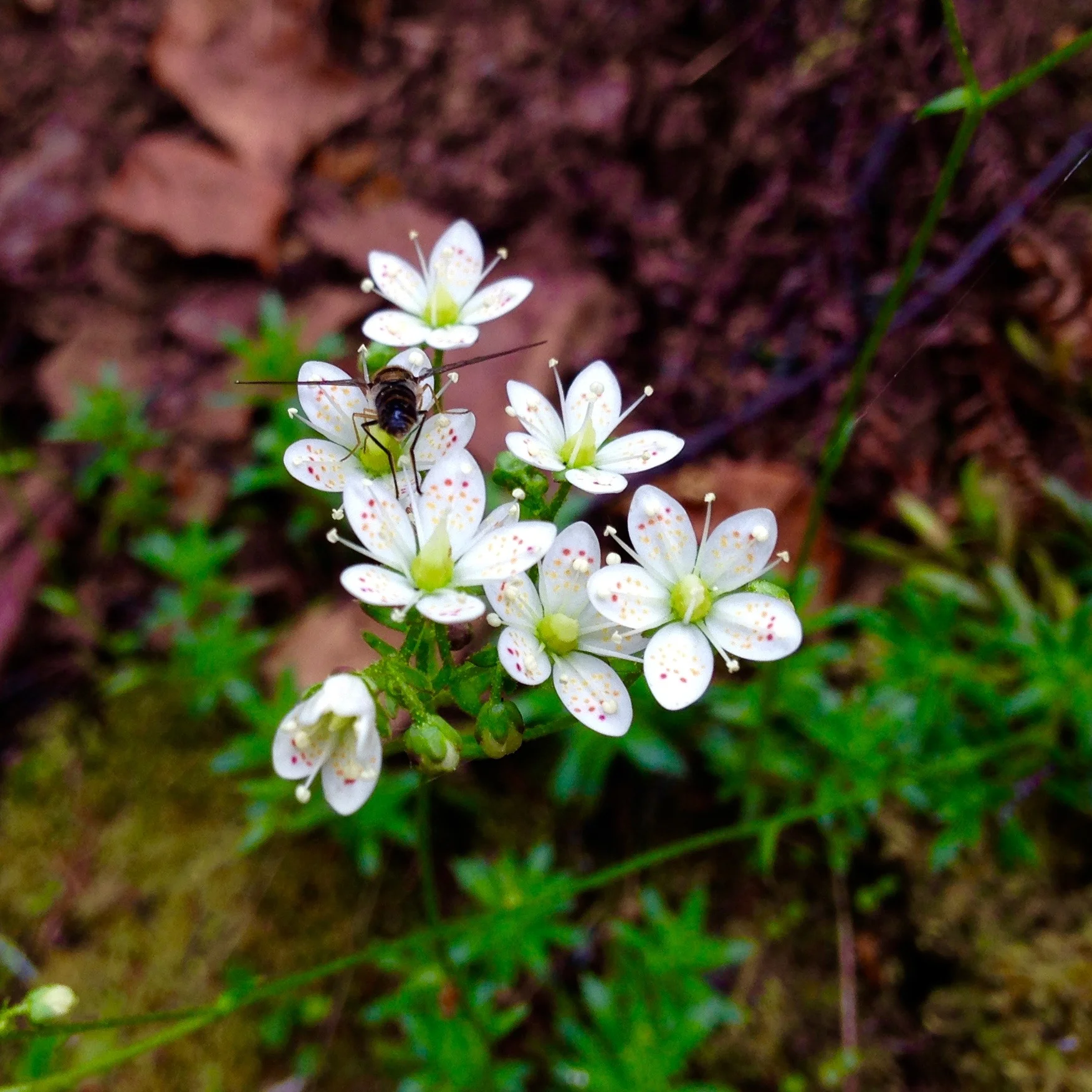 Saxifraga bronchialis