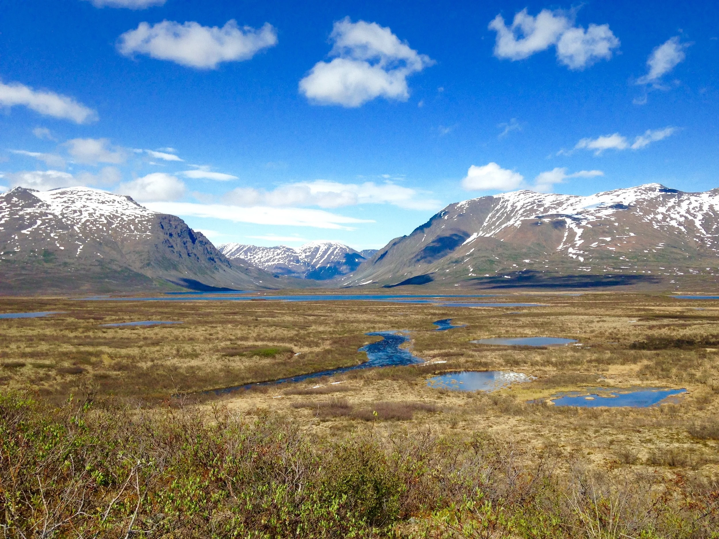 Roadside view somewhere on the Denali Highway