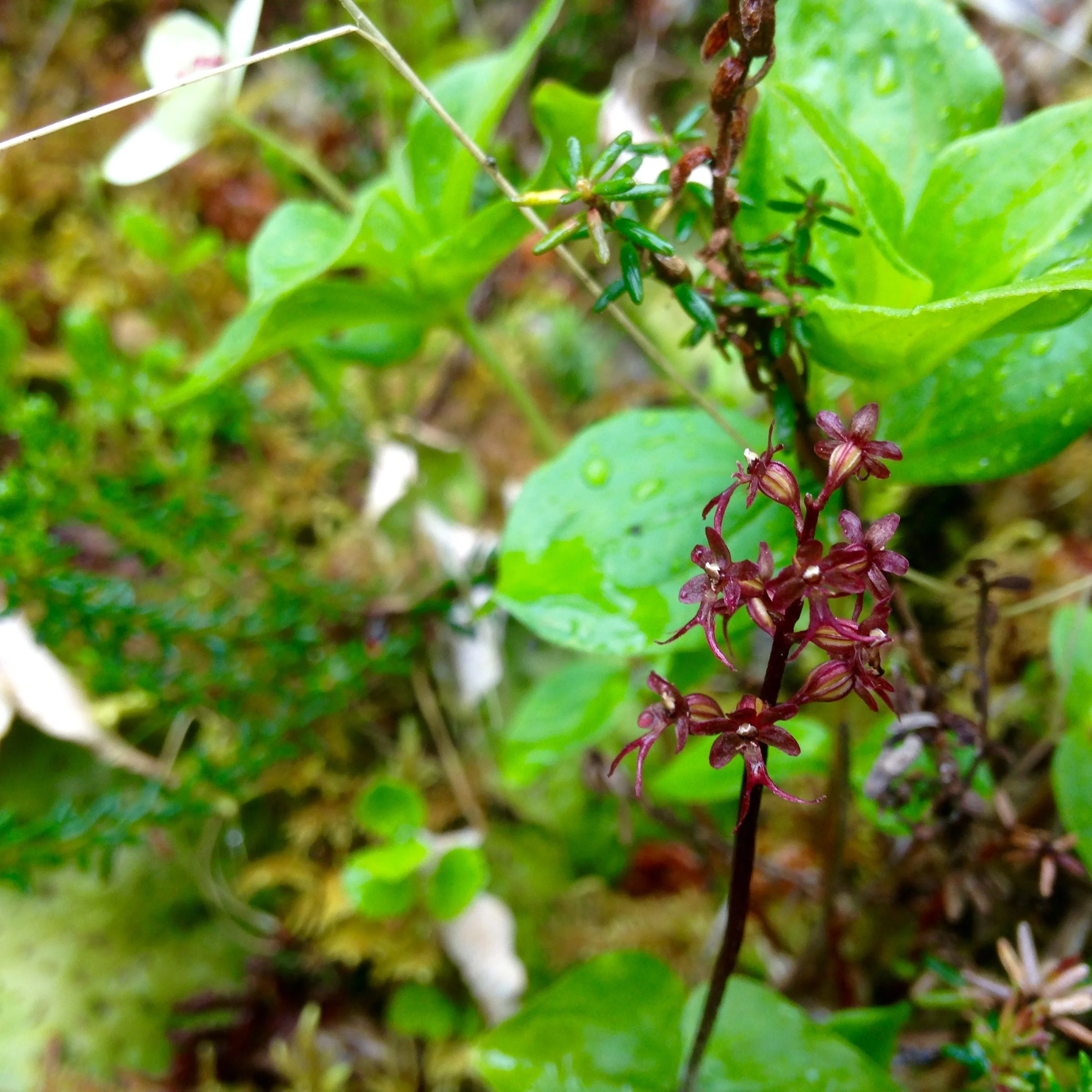 A tiny, native orchid