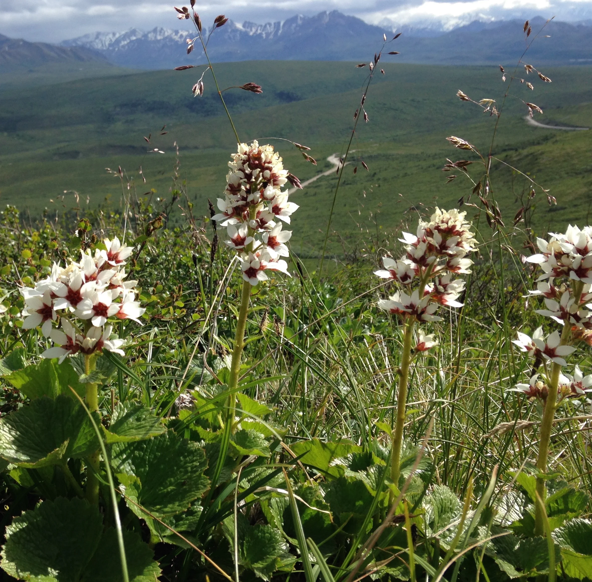 Bear flower