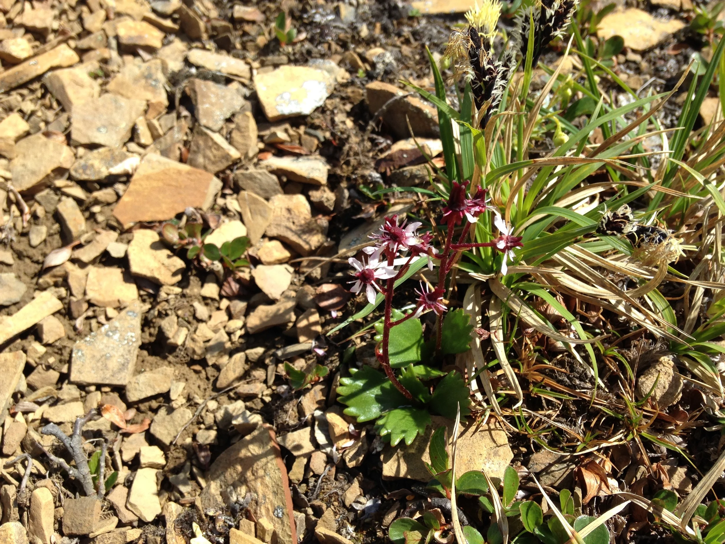 Micranthes calycina