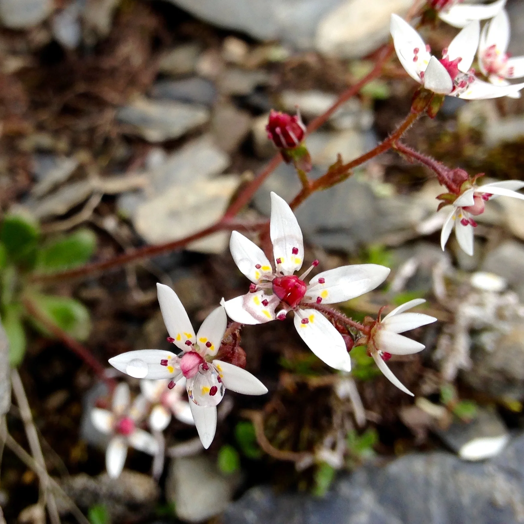 Micranthes ferruginea