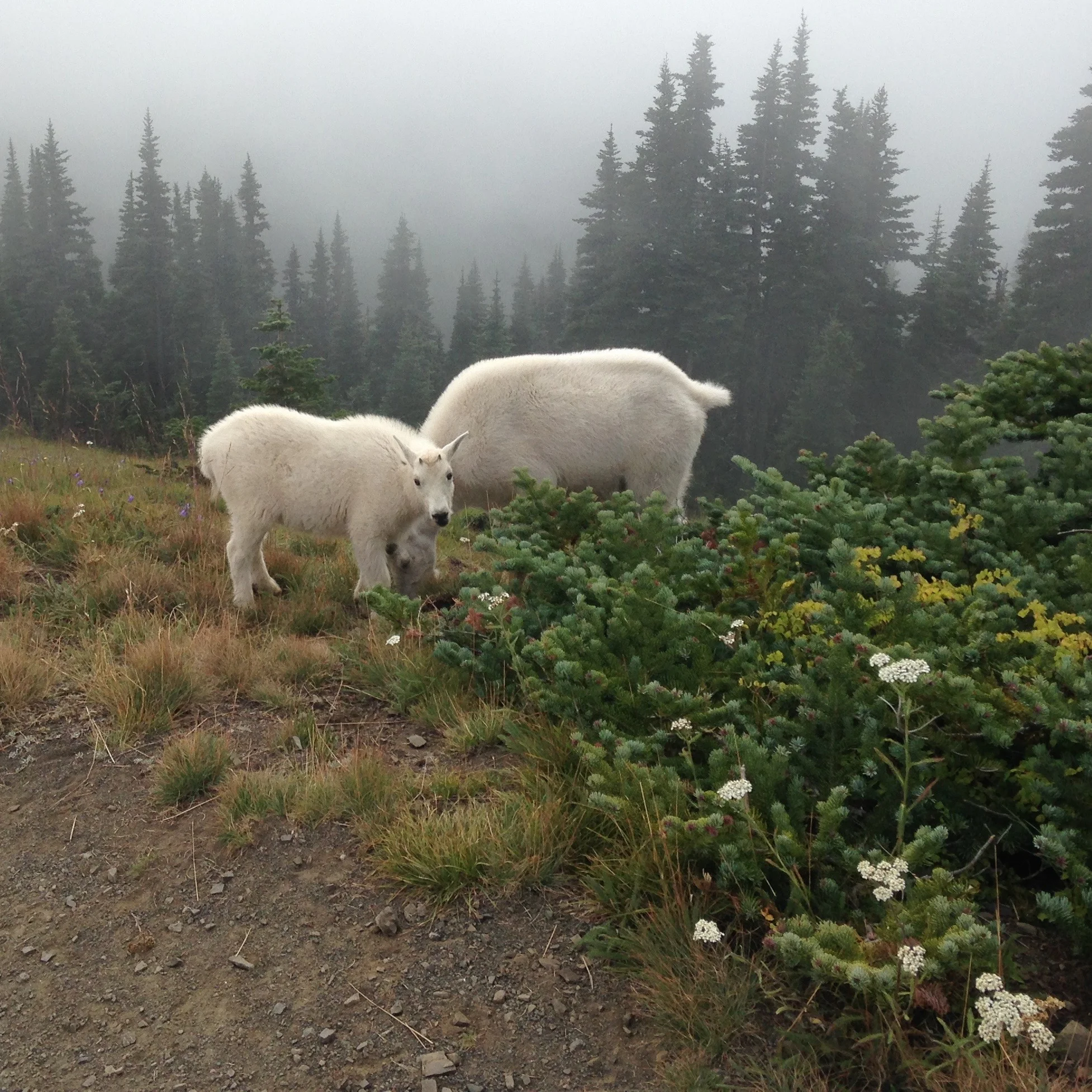 Baby Mountain Goat