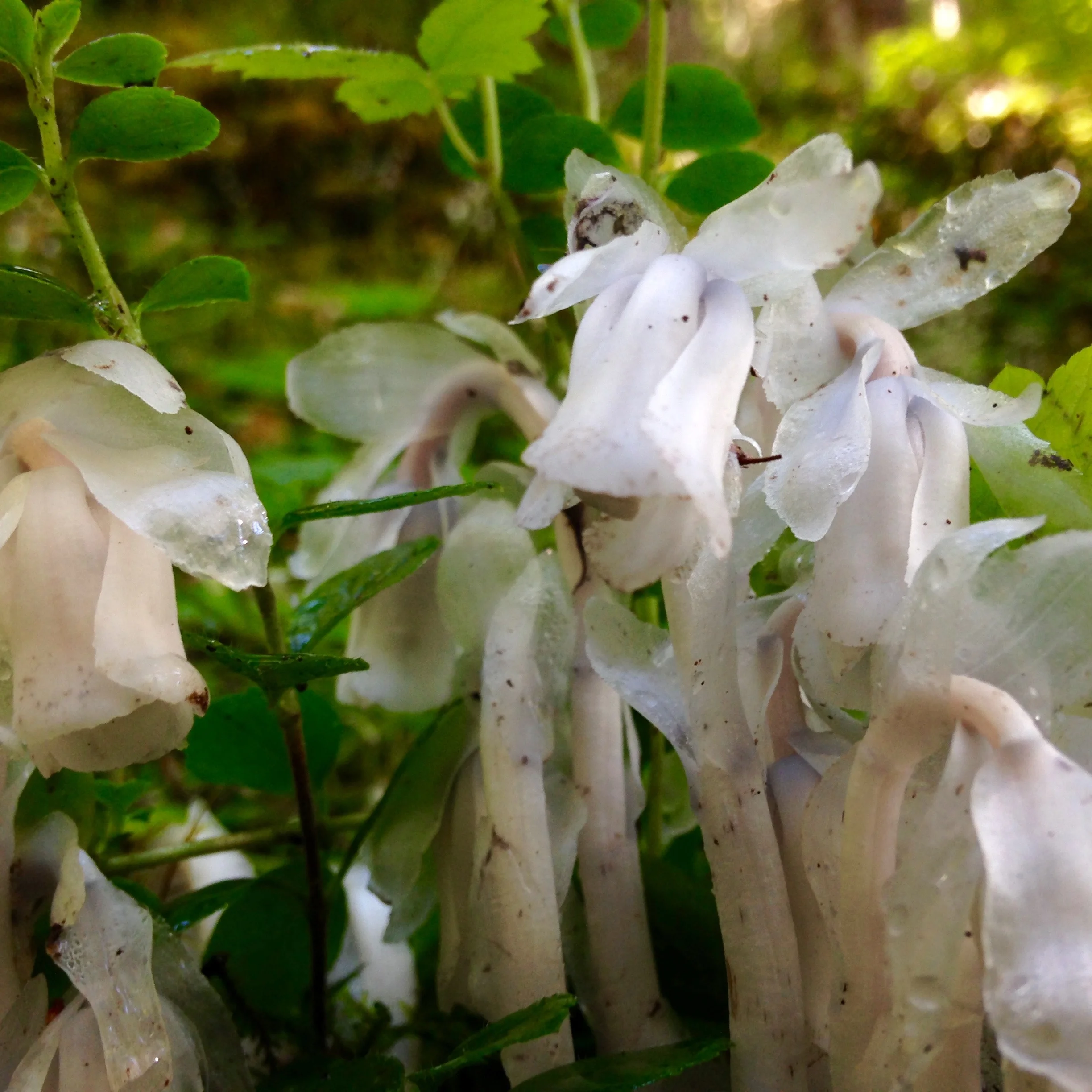 Monotropa uniflora