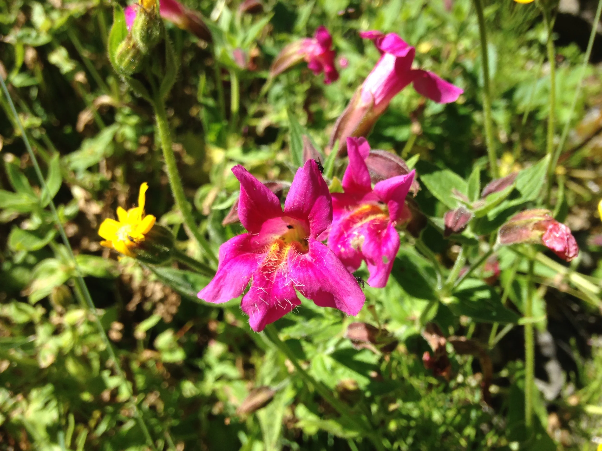 Mimulus lewesii