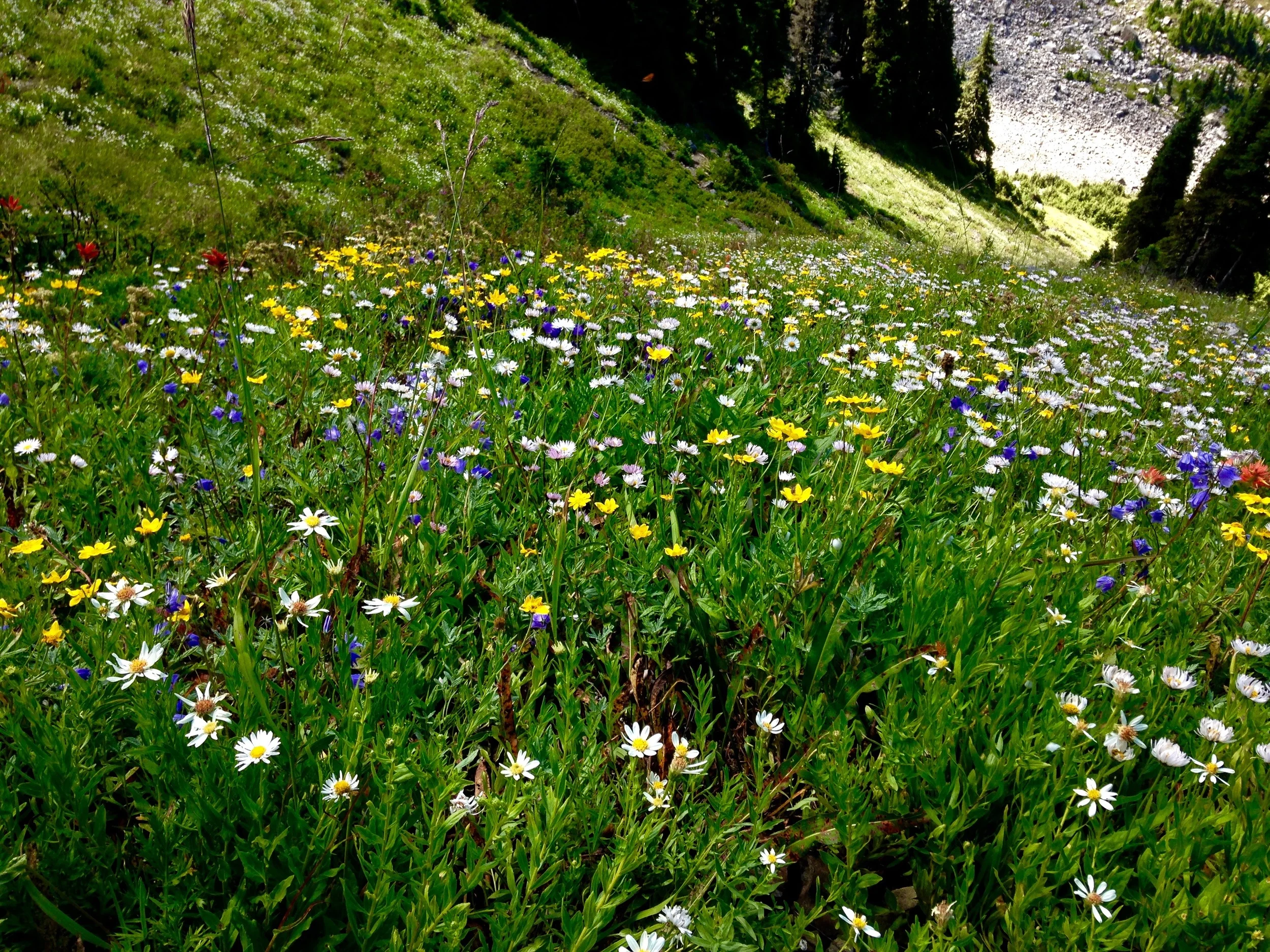 Fields of flowers
