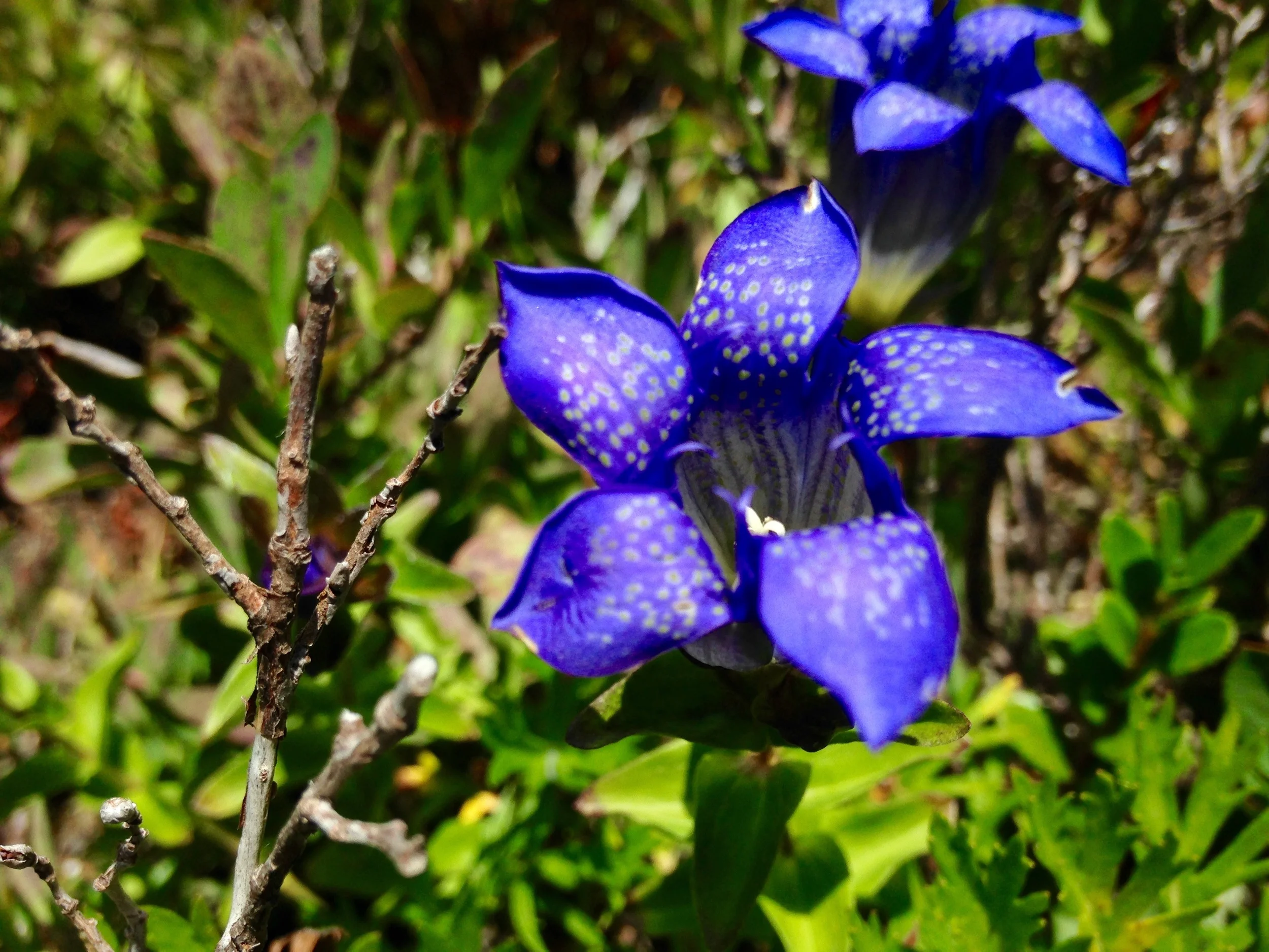 Gentiana calycosa
