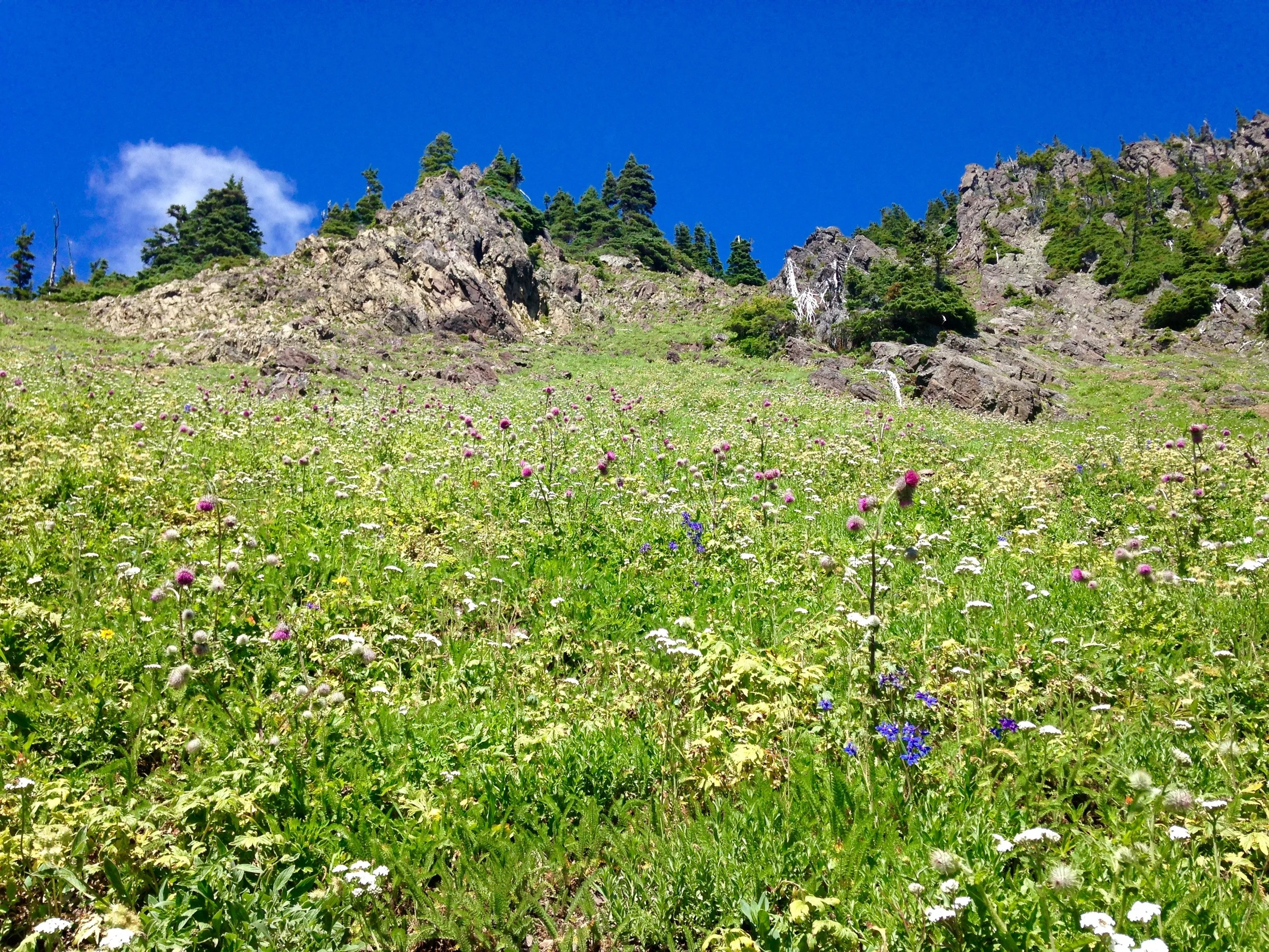 Alpine slope of flowers on Mt. Ellinor