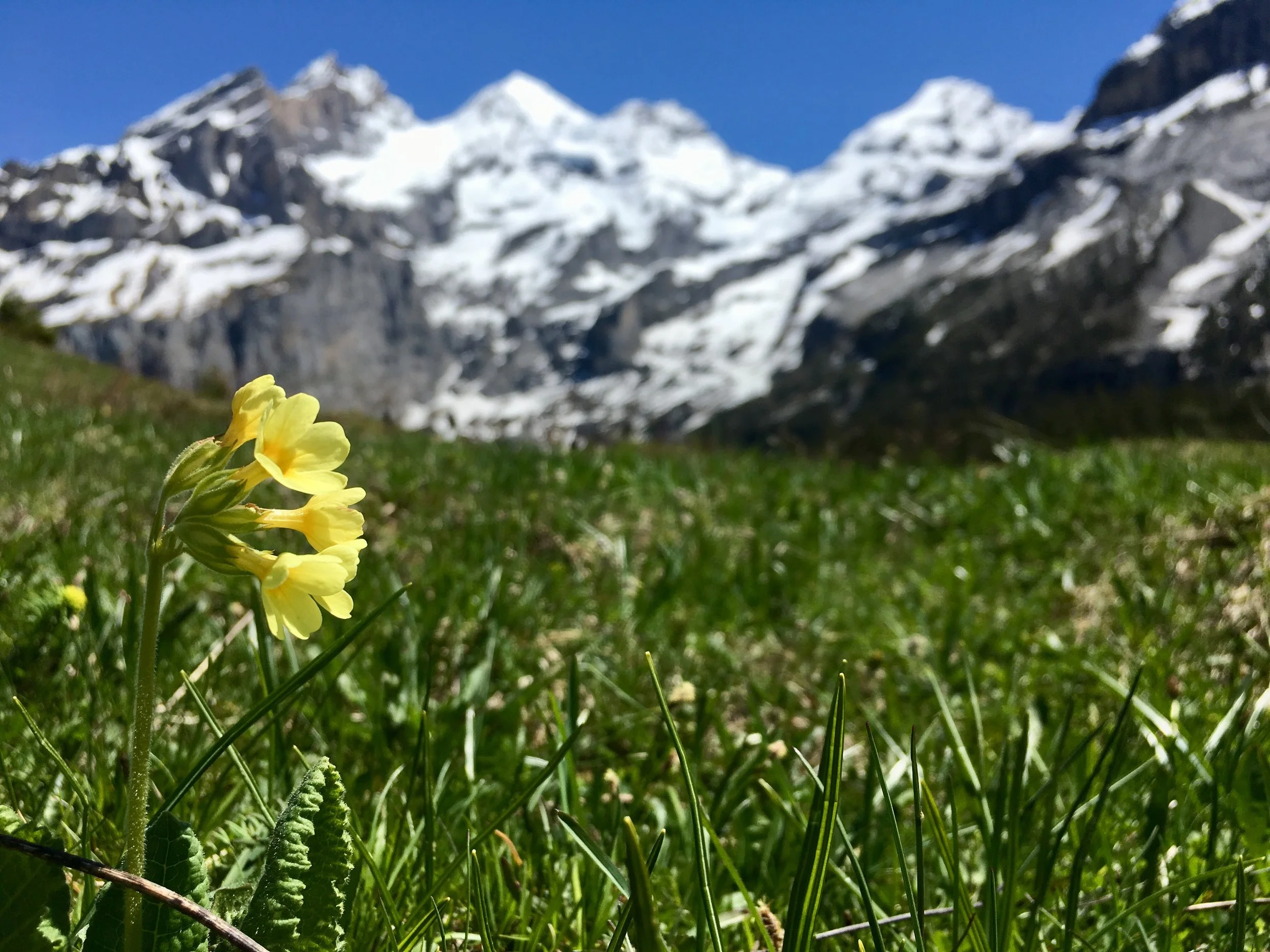 Primula elatior in the swiss alps.
