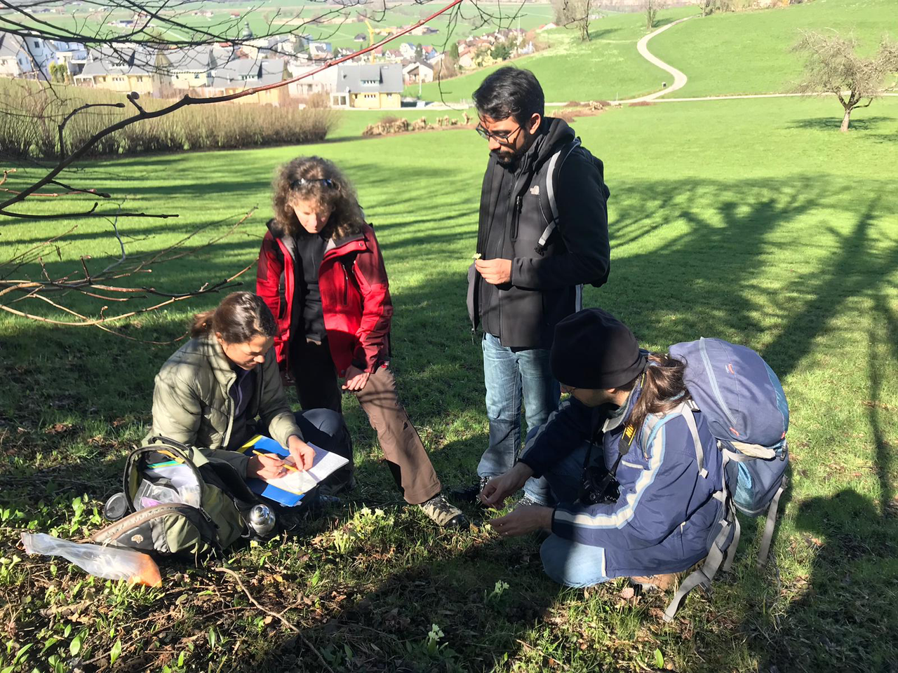 Conti Lab in the field looking for Primula