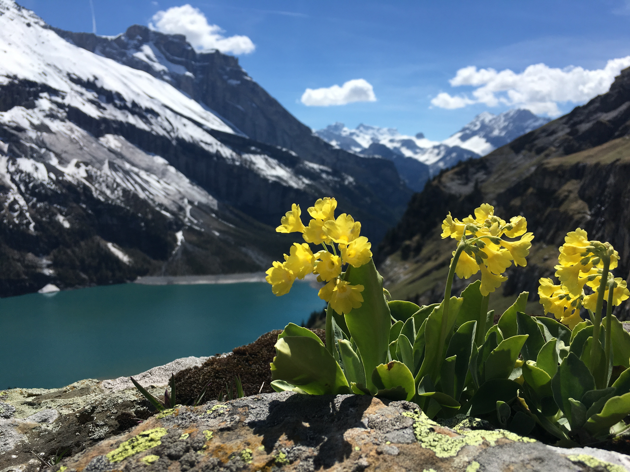 Primula auricula in Switzerland
