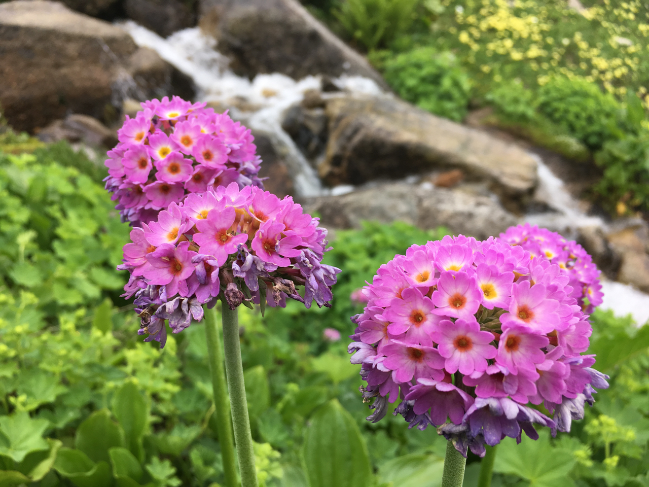 Primula auriculata