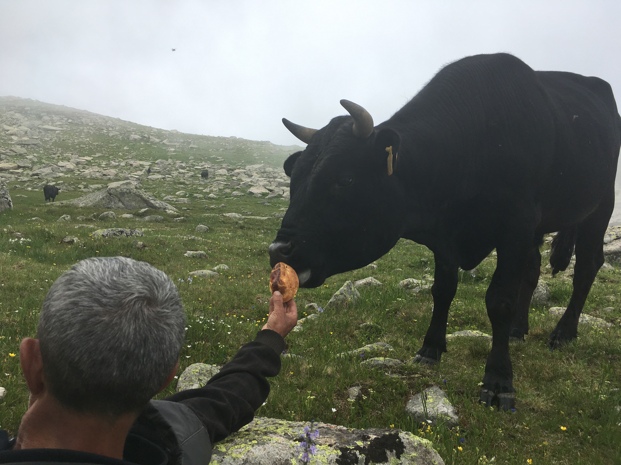 My favorite bull Paçha