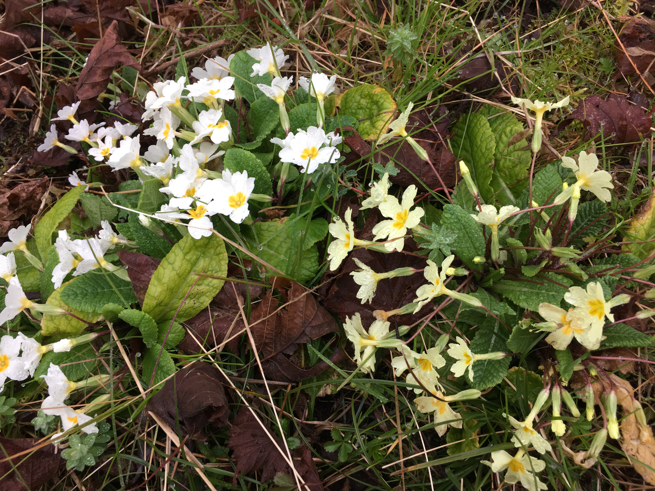 Two color morphs of Primula vulgaris ssp. vulgaris in Turkey