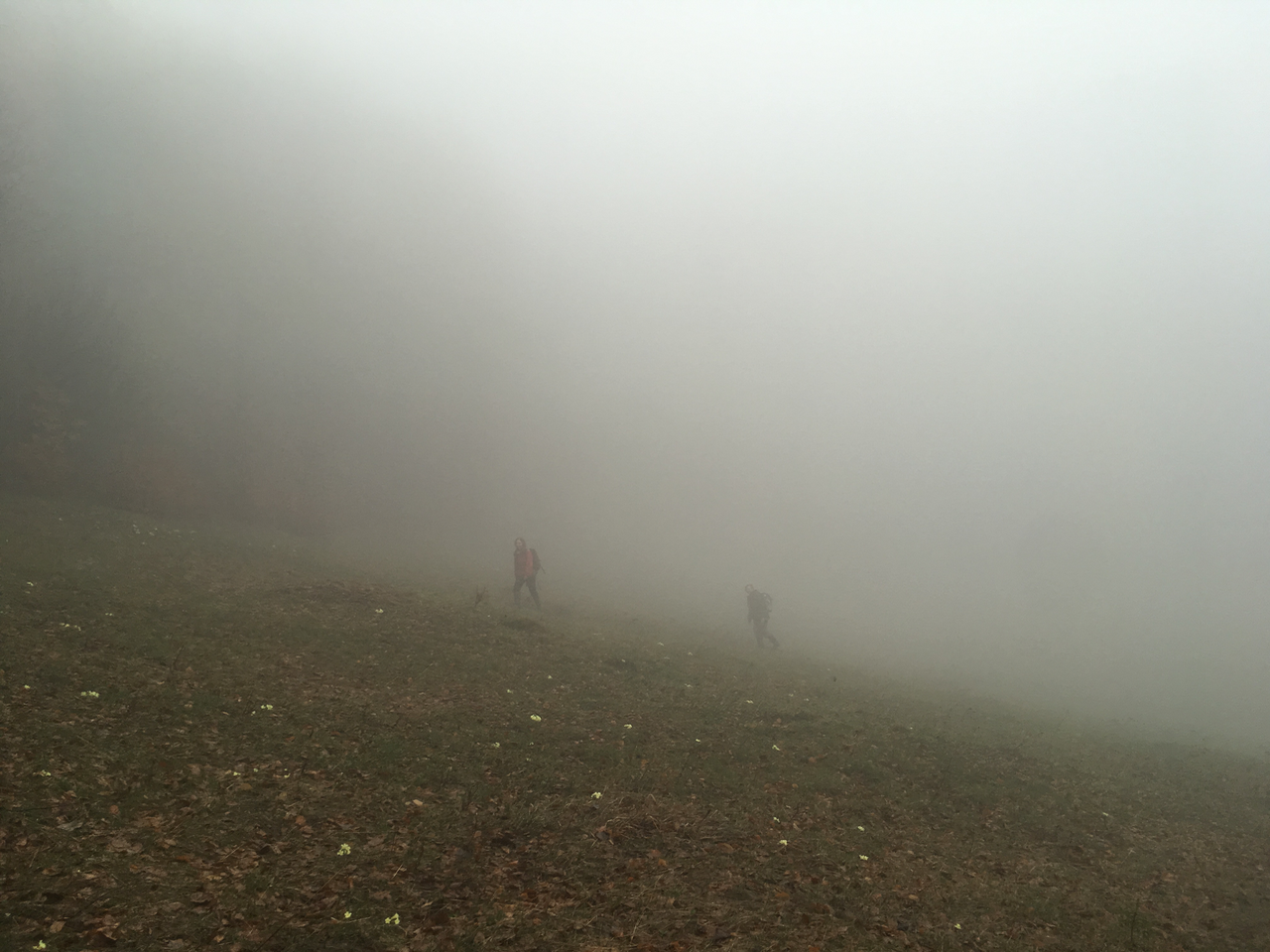 Collecting in Slovakia in the fog