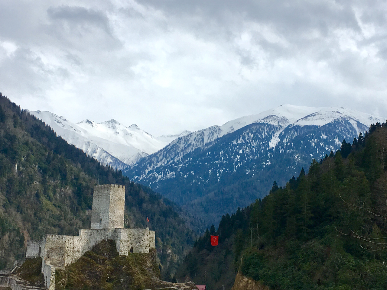 Looking for Primula near a castle from the Ottoman Empire