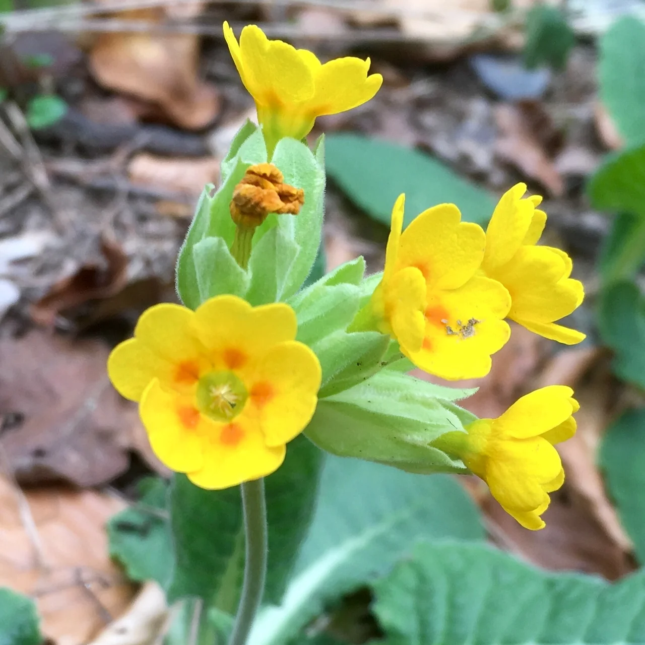 Primula veris