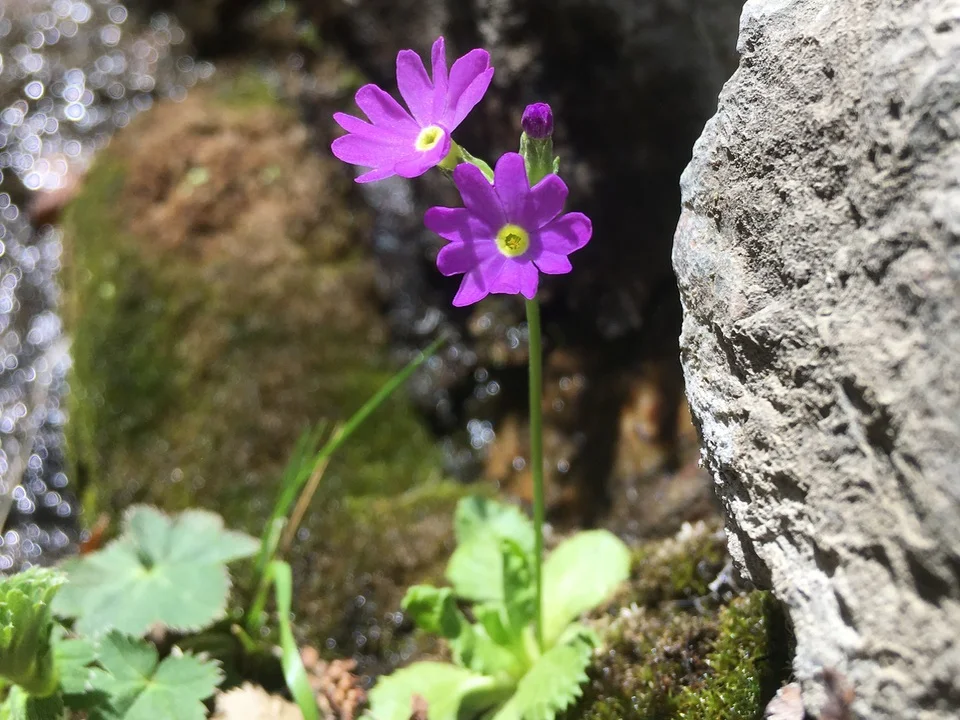 Very rare Primula in Georgia