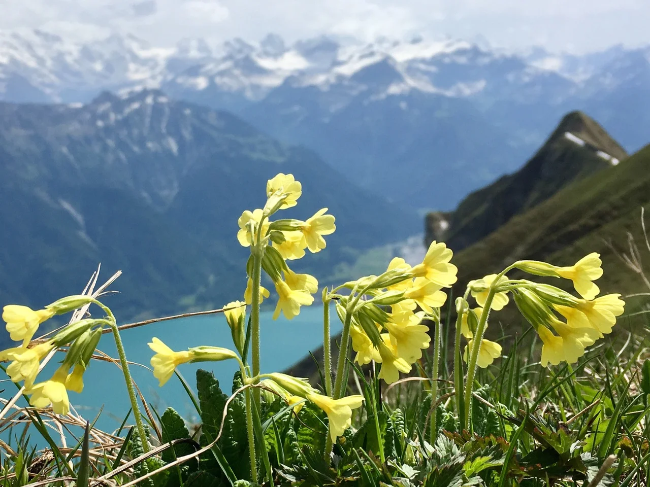 Primula elatior in the Swiss Alps