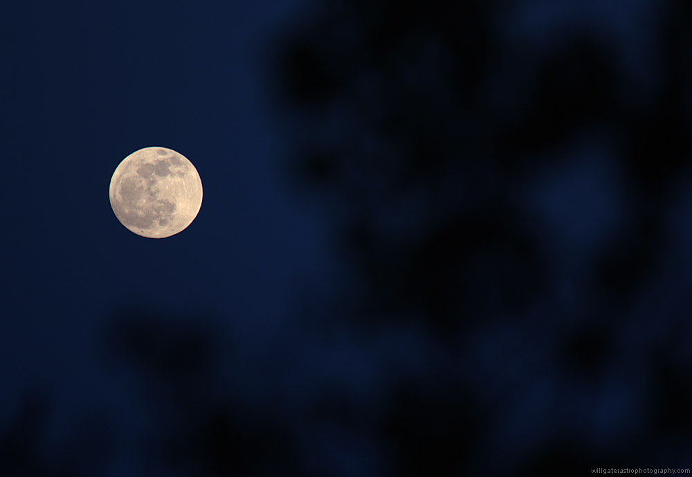 IMG_9565_moonhedgreowstwilight.png