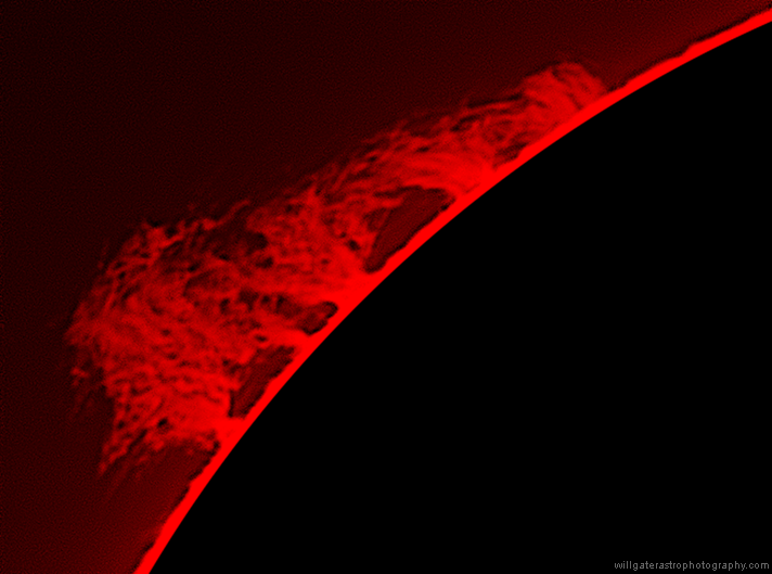 Huge hedgerow prominence - 23 April 2015