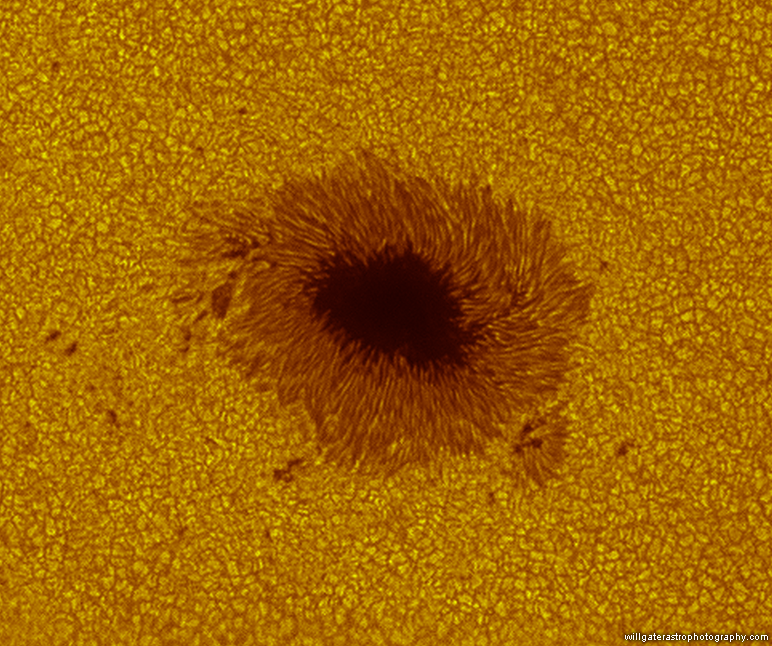 White-light solar filter image of large sunspot (AR)2665 including filamentary structures within penumbra & surrounding photosphere granulation - 13:12UT, 12 July 2017