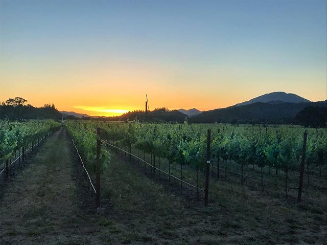 Camping in wine country 🍇🌿
.
.
.
#napa #vineyards #california #sunset #wine #beautiful #napavalley