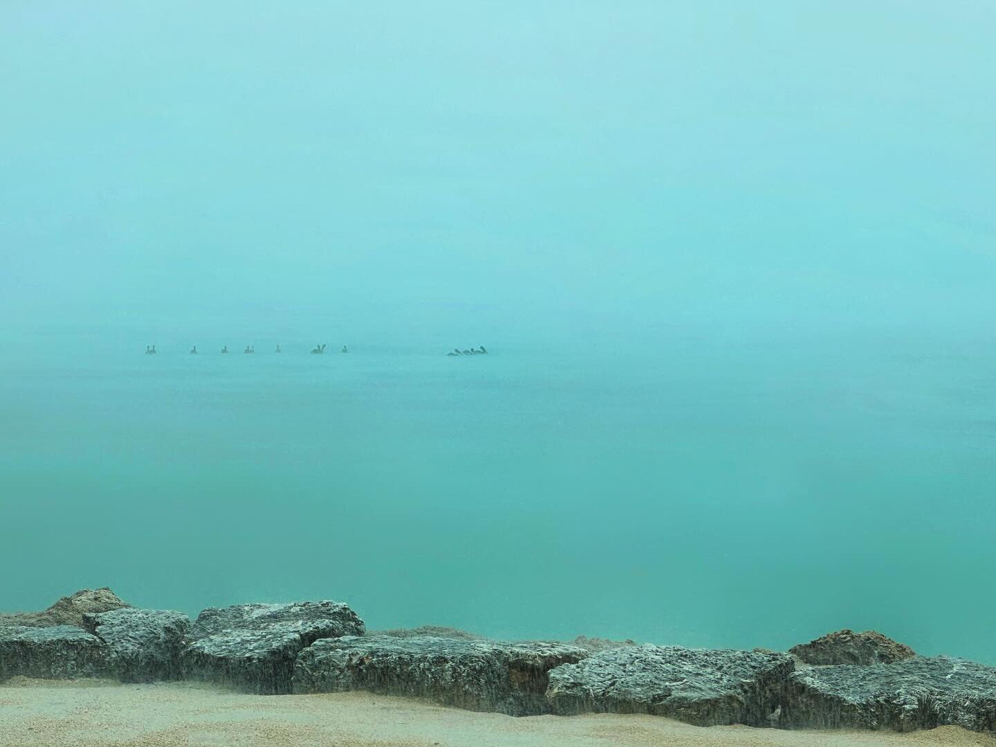 🌊🌹
.
.
.
#thekeys #islamorada #rain #pelicans #budnmarys #ocean #florida