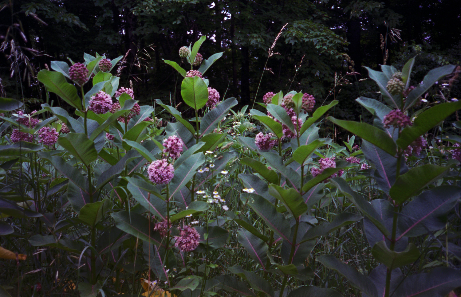 1500_SFW_Vermont-2019-Fuji400H-25.jpg