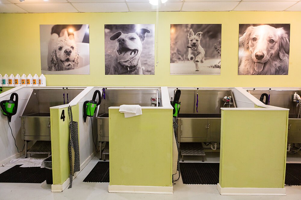 Dog Grooming business photos
