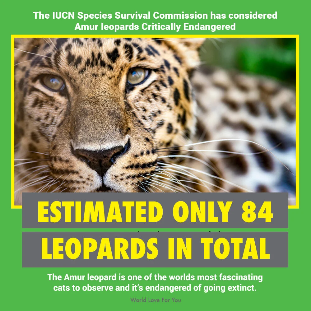 WLFY_Amur Leopard posting_2.jpg