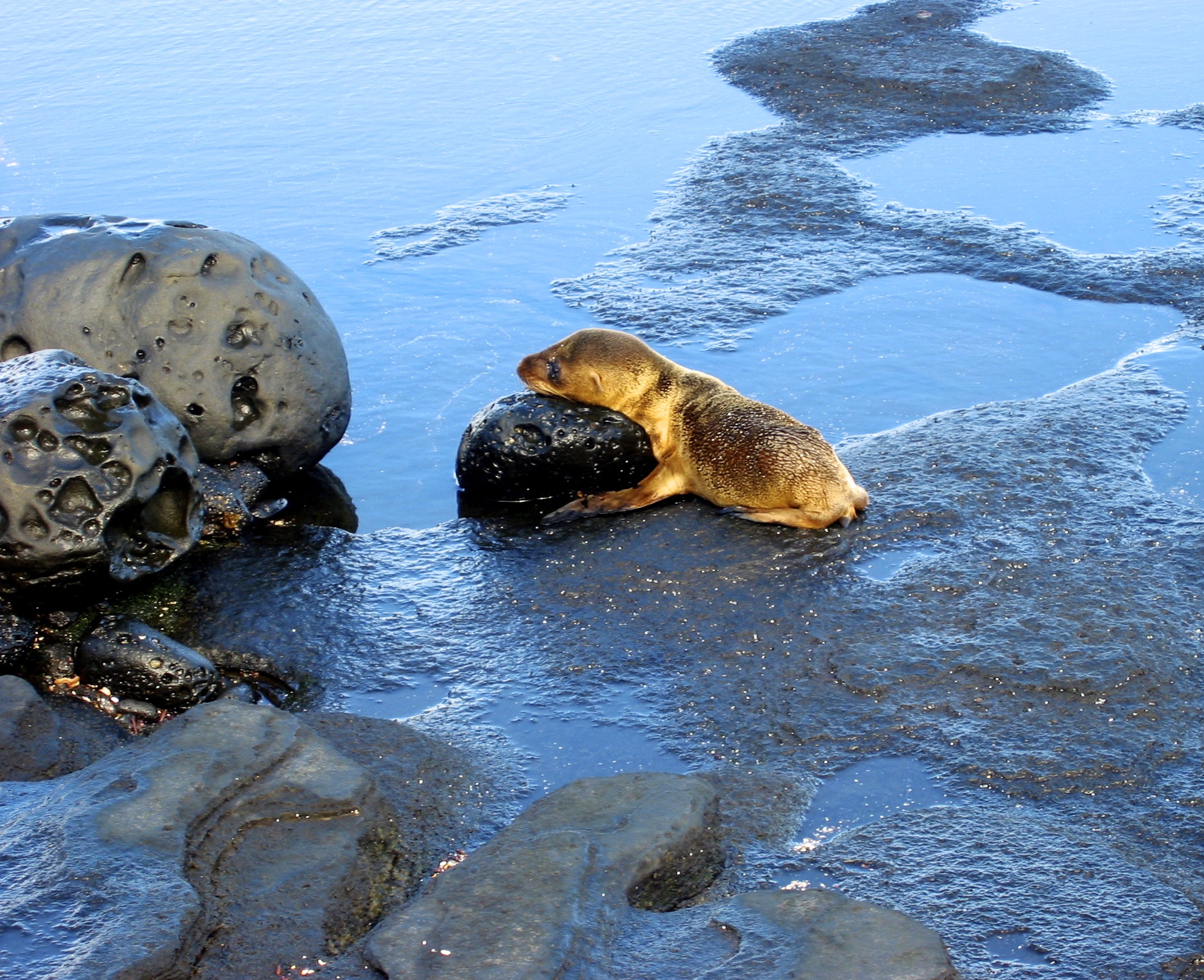 Newborn Sea Lion