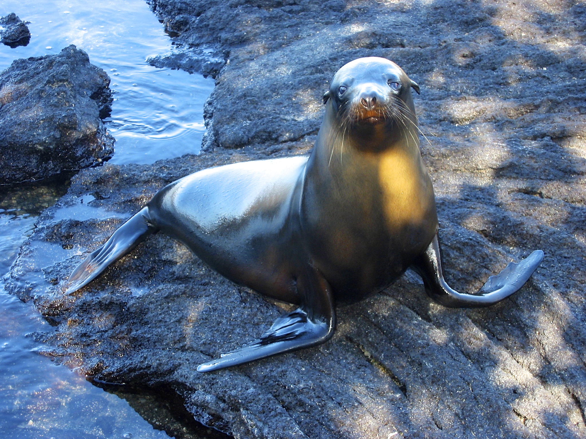 California Sea Lion-Galapagos Islands