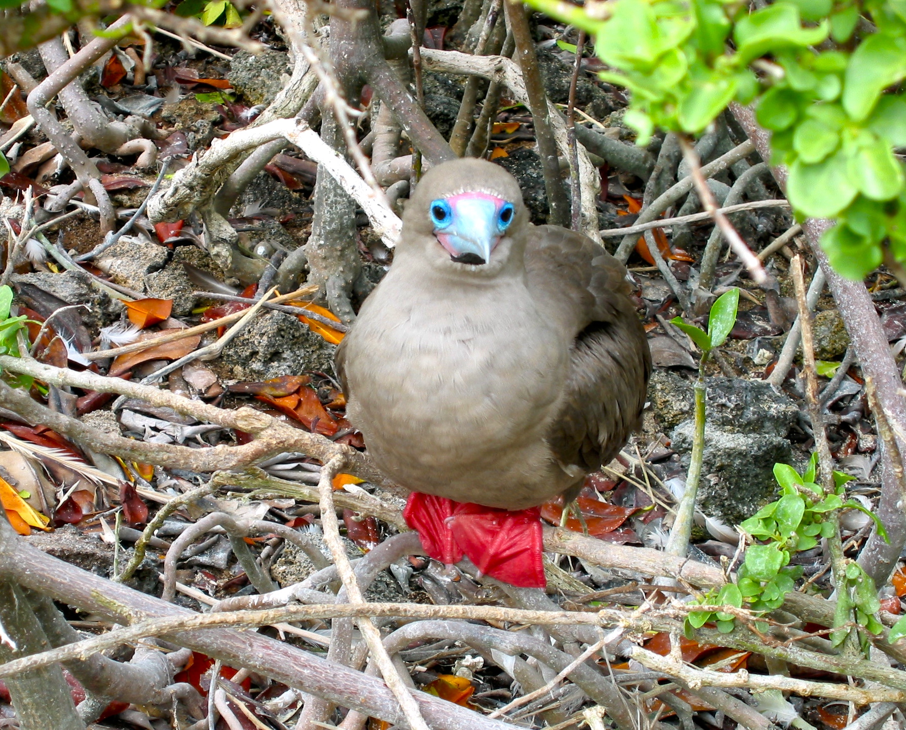 Red Footed Booby with Broken Beak