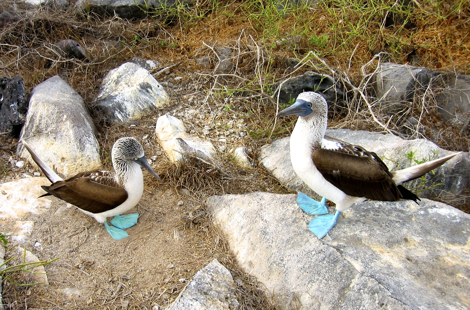 Blue Footed Boobies Courting
