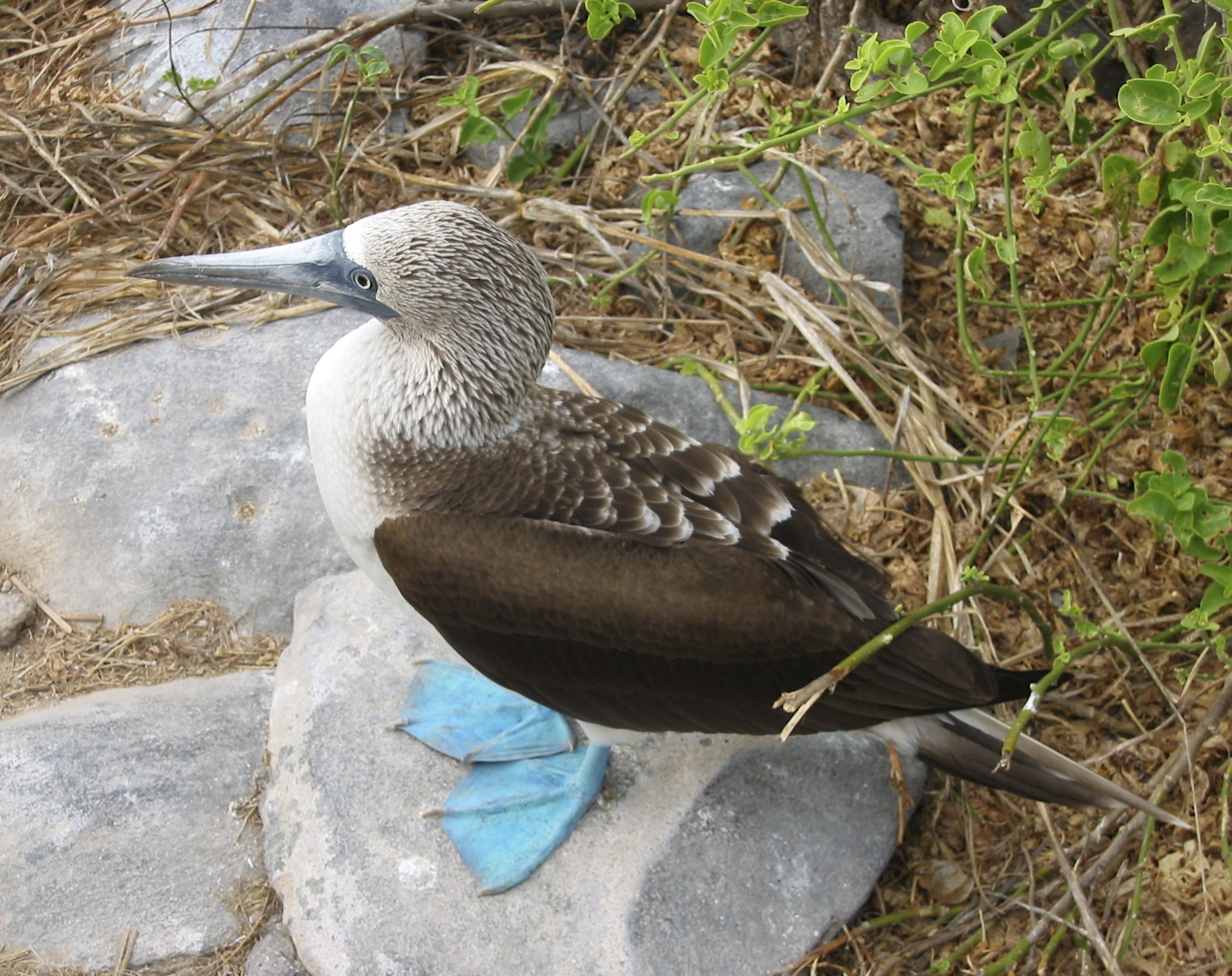 Blue Footed Booby