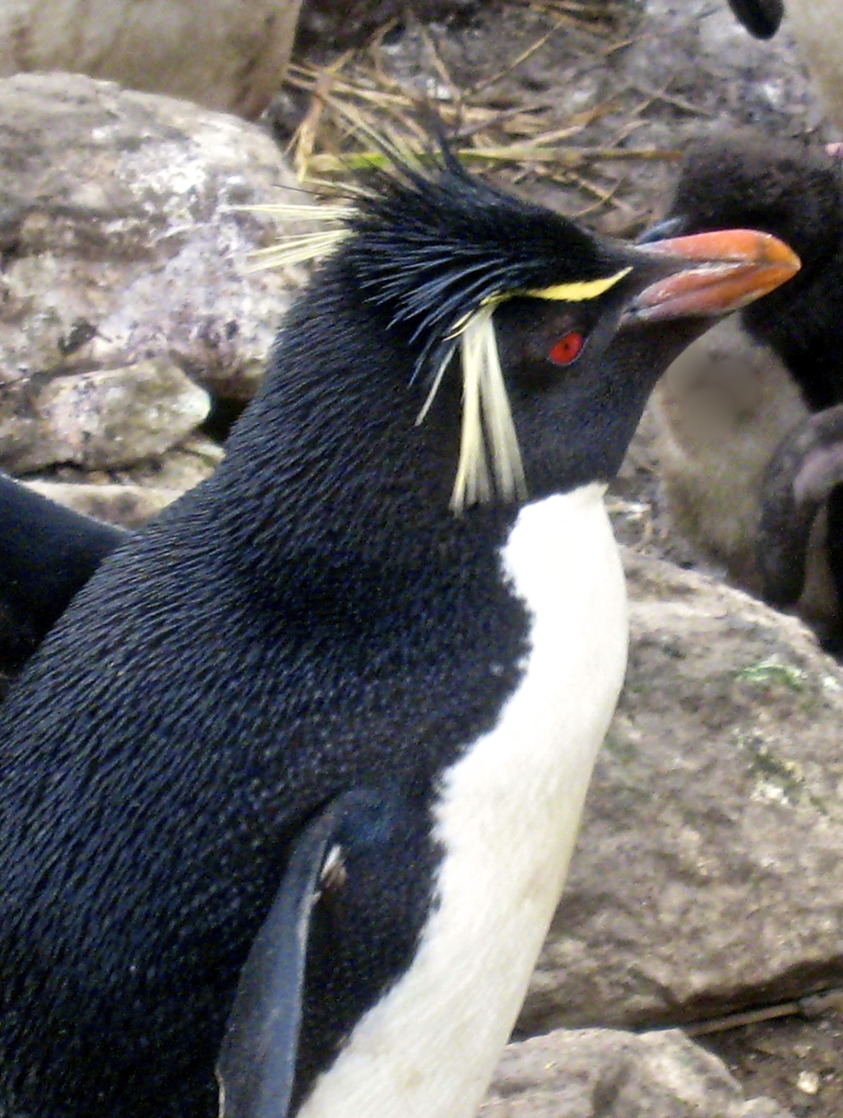 Rockhopper Penguin. 