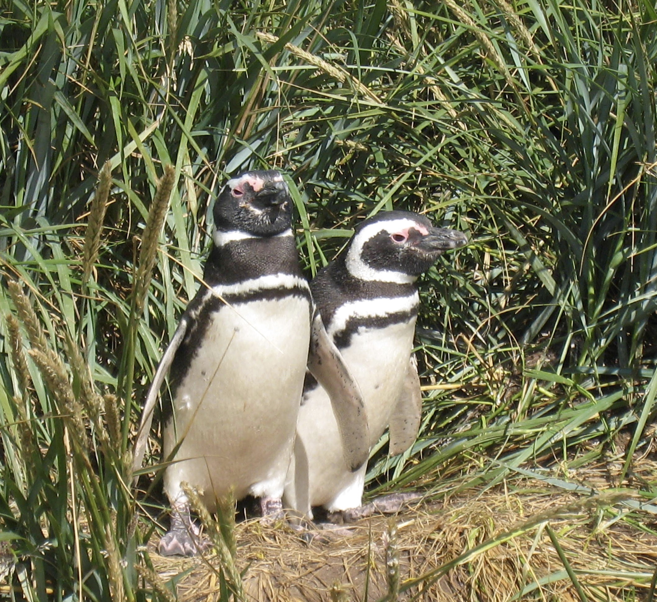 Magellanic Penguins, Nest in Burrows 