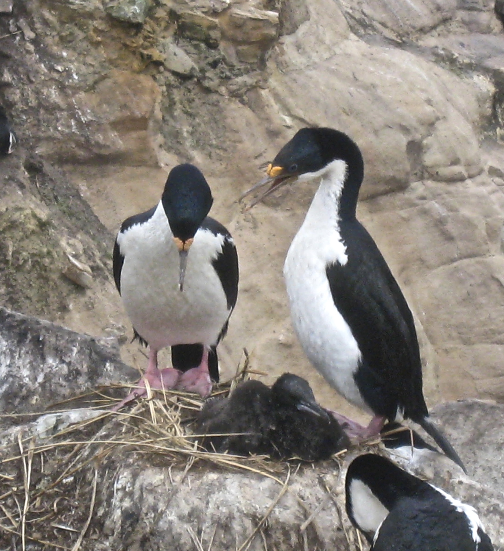 Blue-eyed Shags With Chicks Sharing an Albatross Nest. 