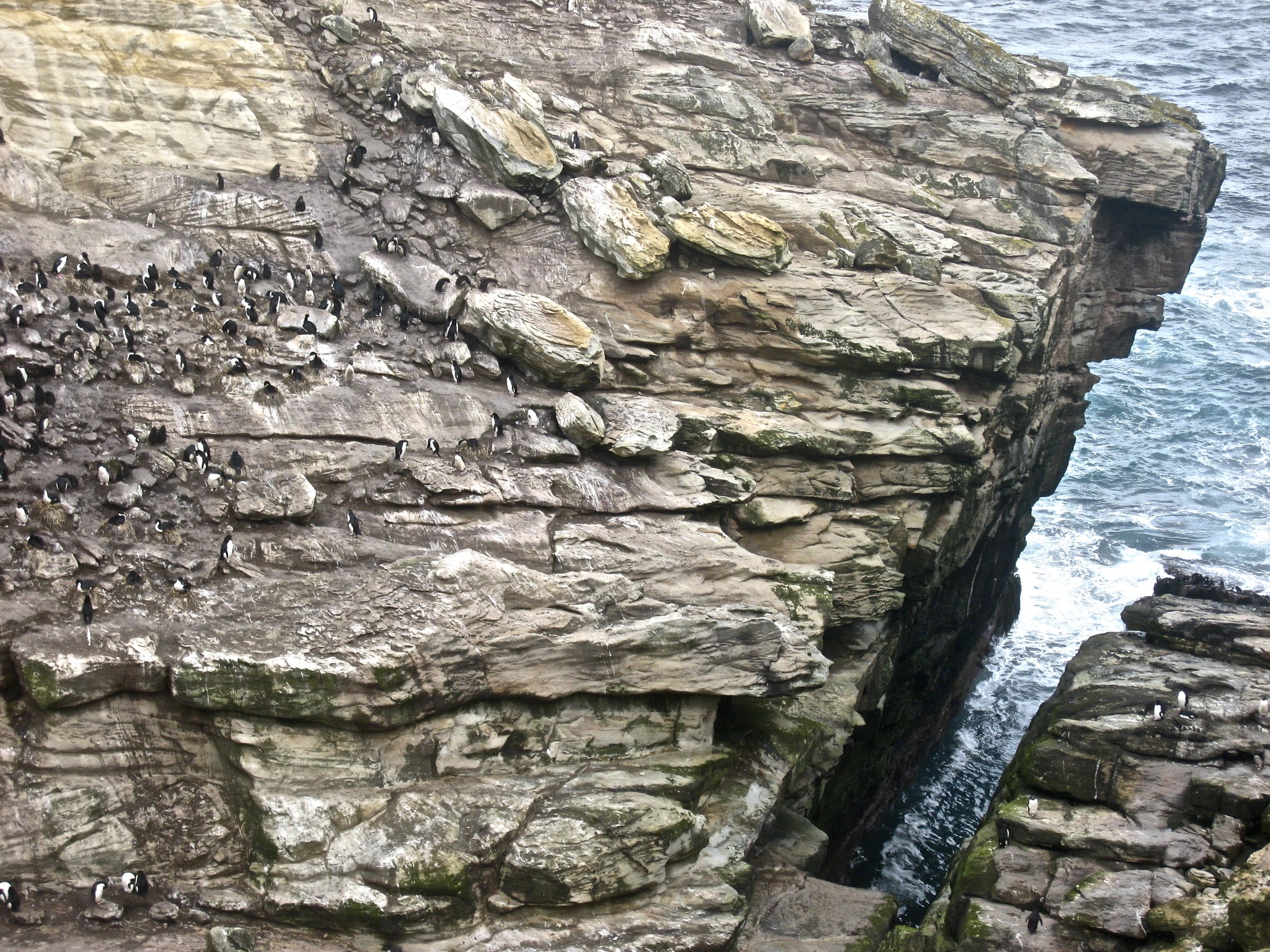 Rockhopper penguins, Albatrosses and Cormorants share the same cliffs