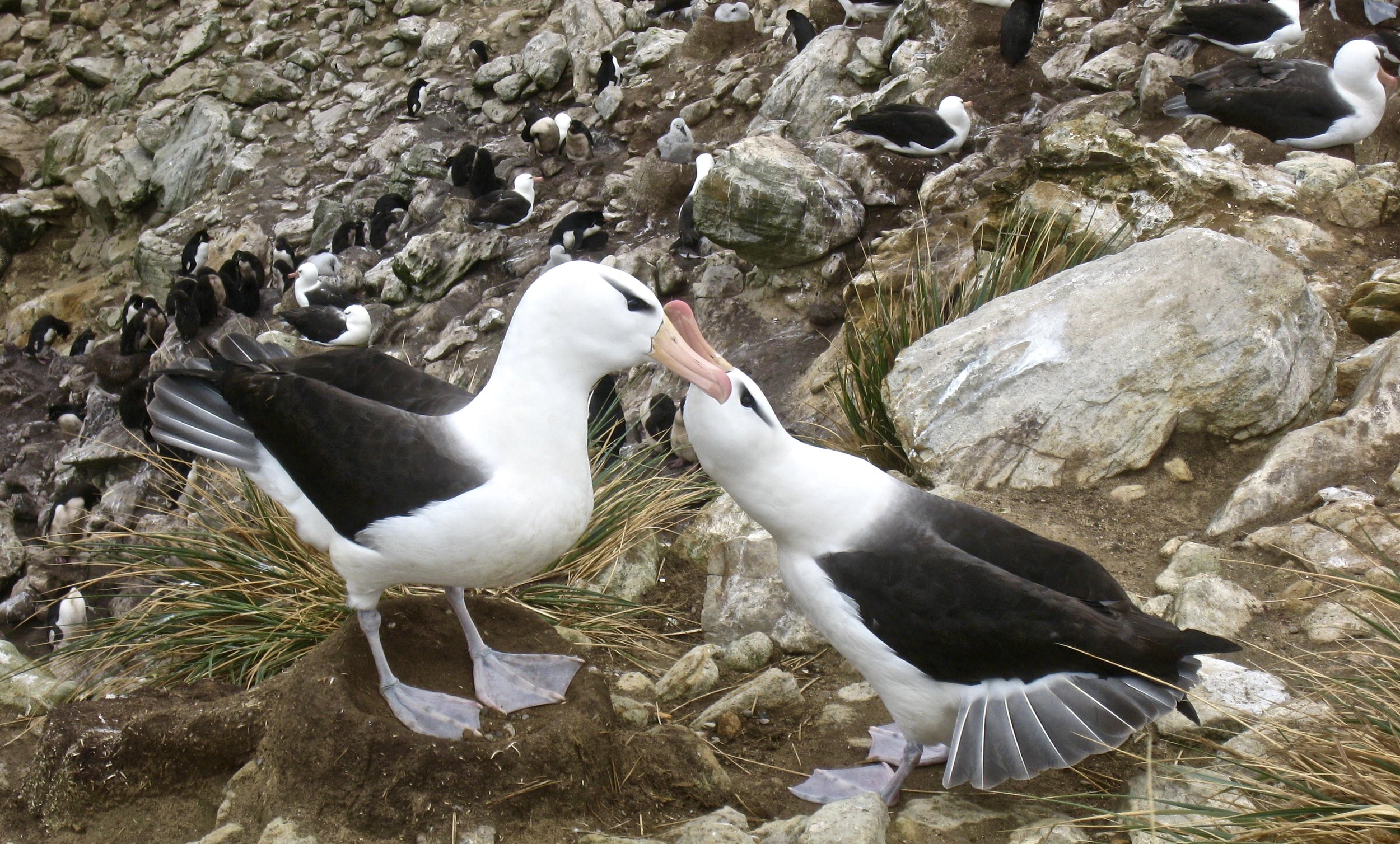 Black Browed Albatrosses Courting. 