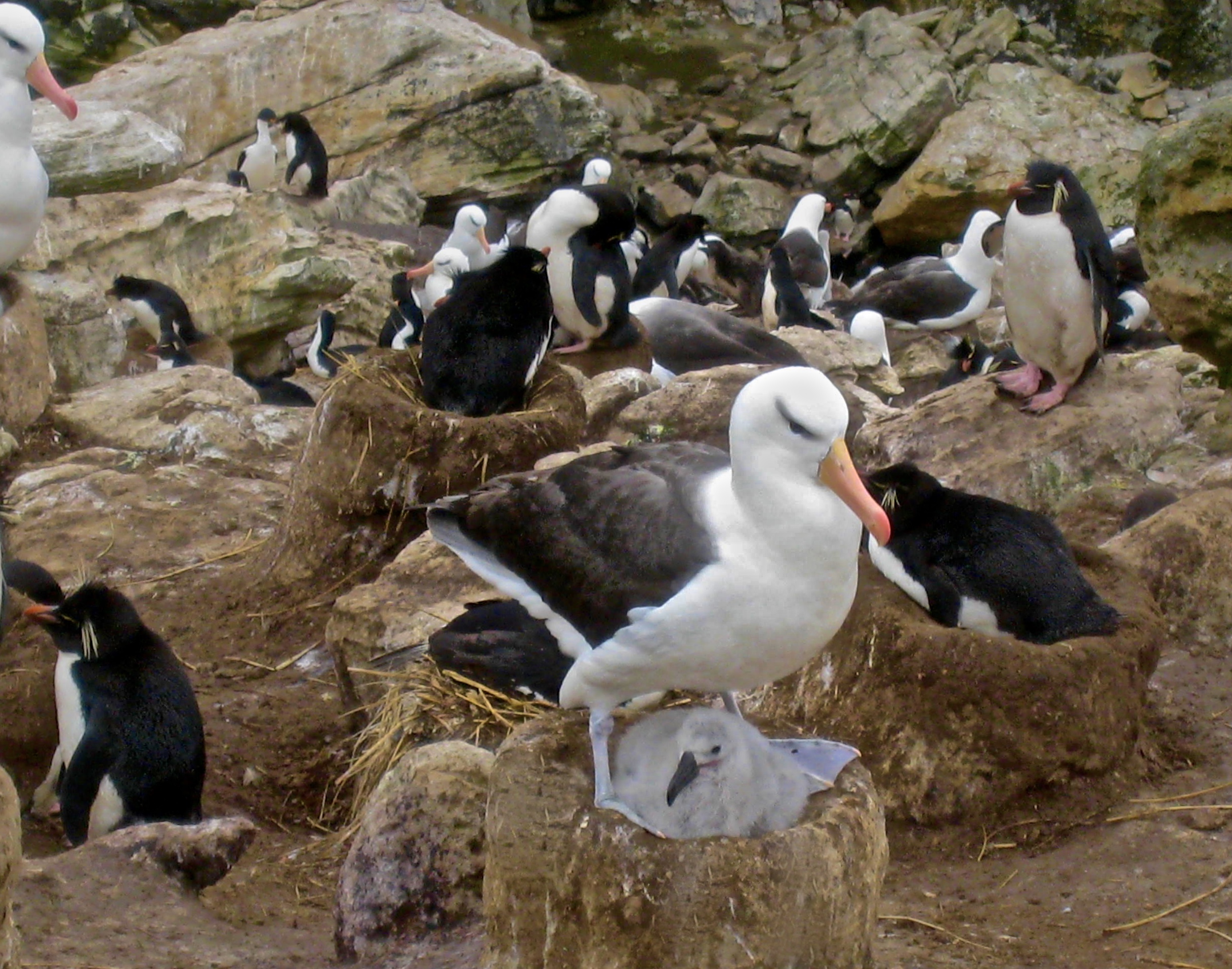 Black Browed Albatross Builds a Nest and Others Share