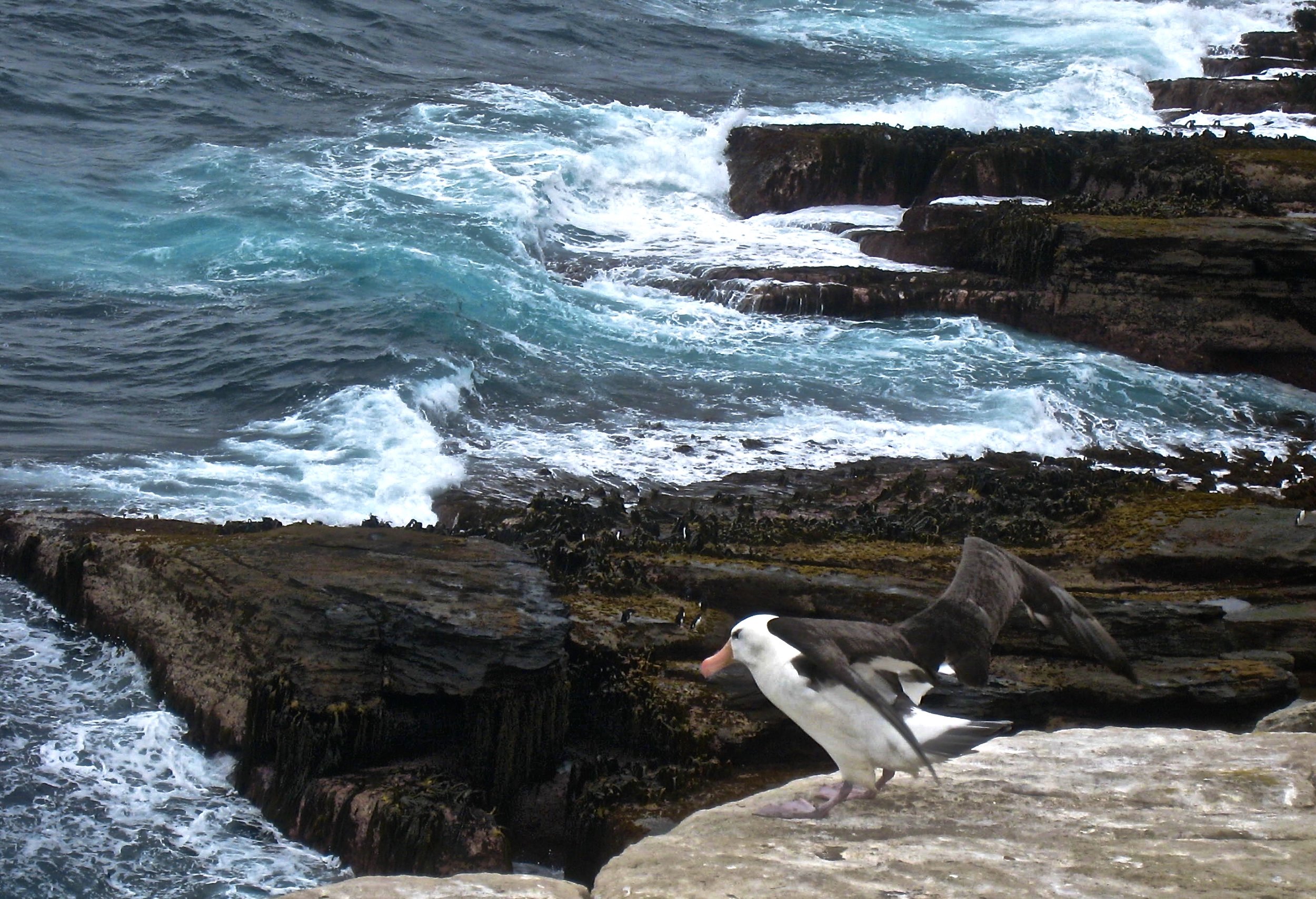 Steep Cliffs Enable Large Black Browed Albatrosses to Take Flight.    